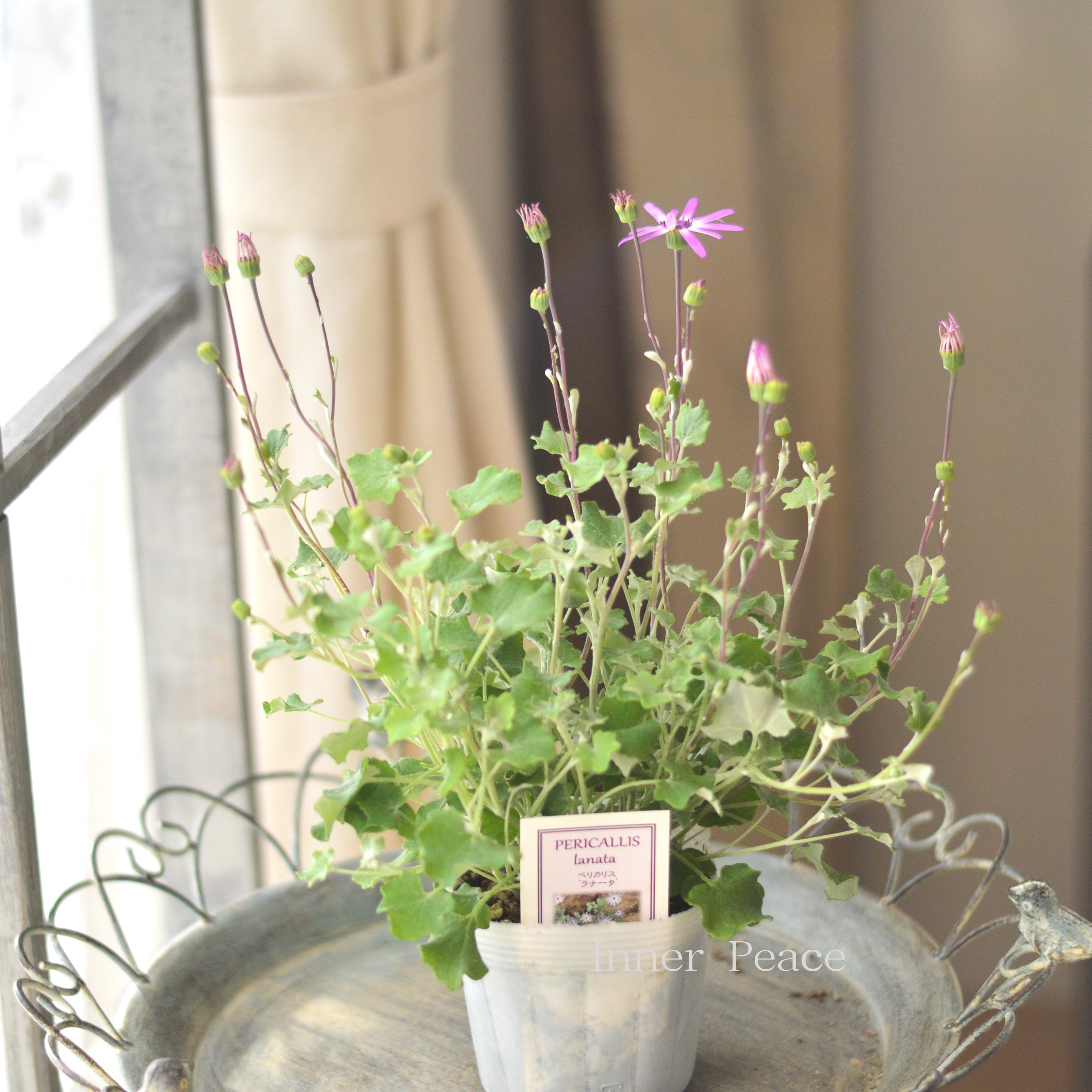 【美しい】 ペリカリス 『ラナータ』 3.5寸POT