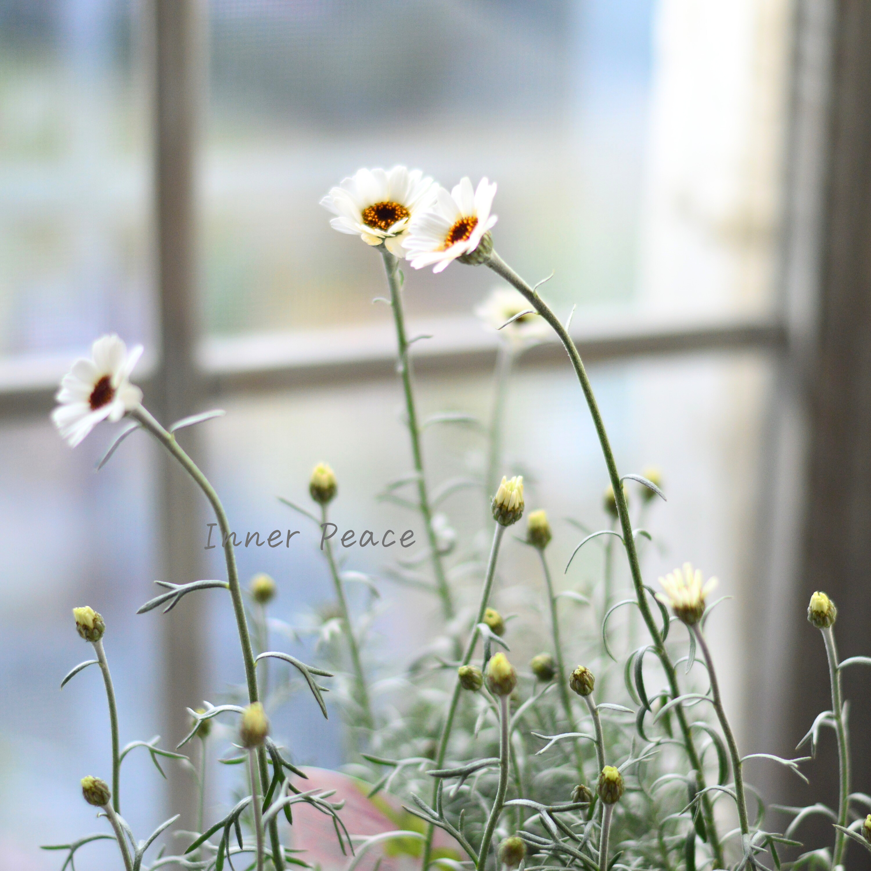 【大人かわいい】 ローダンセマム 『アフリカンアイズ』 3.5寸ロングPOT