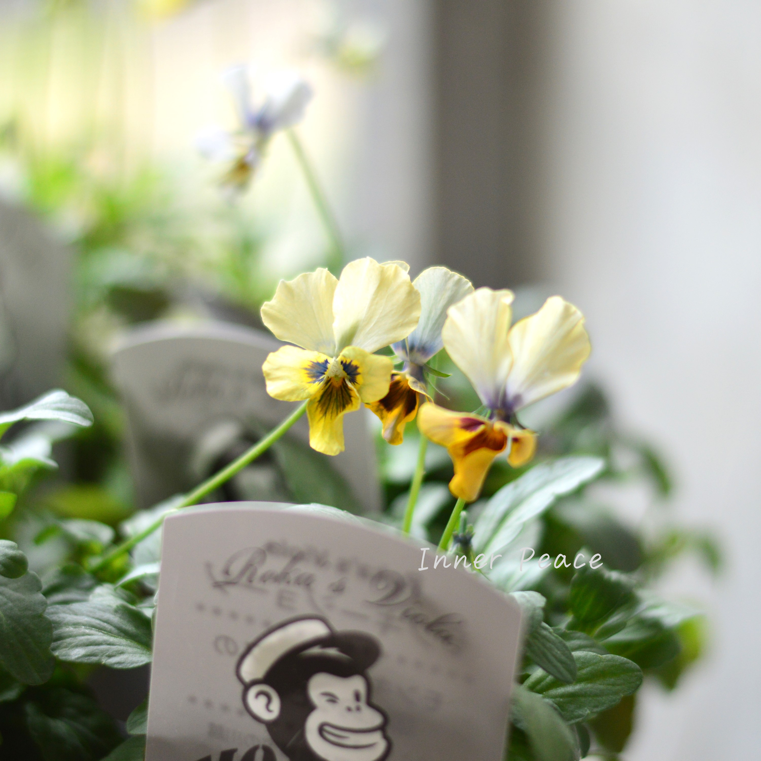 【石川園芸さん】 ビオラ 『モンキージョージ』 3寸POT