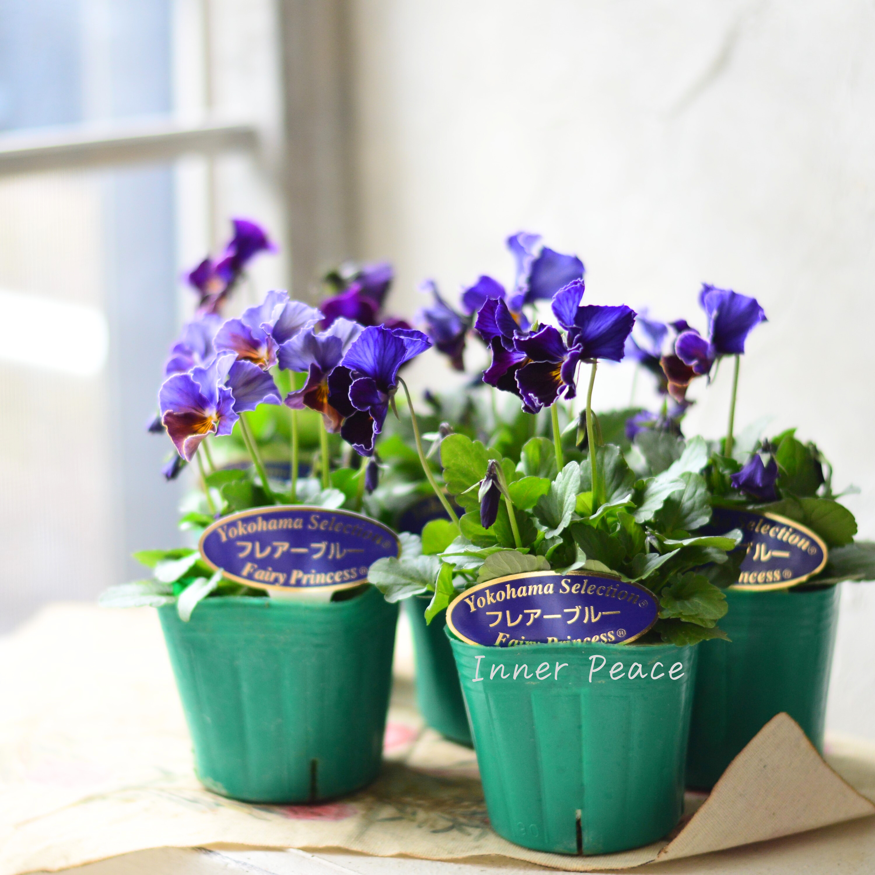 【人気】 ビオラ 『横浜セレクション・フレアブルー』 3寸POT
