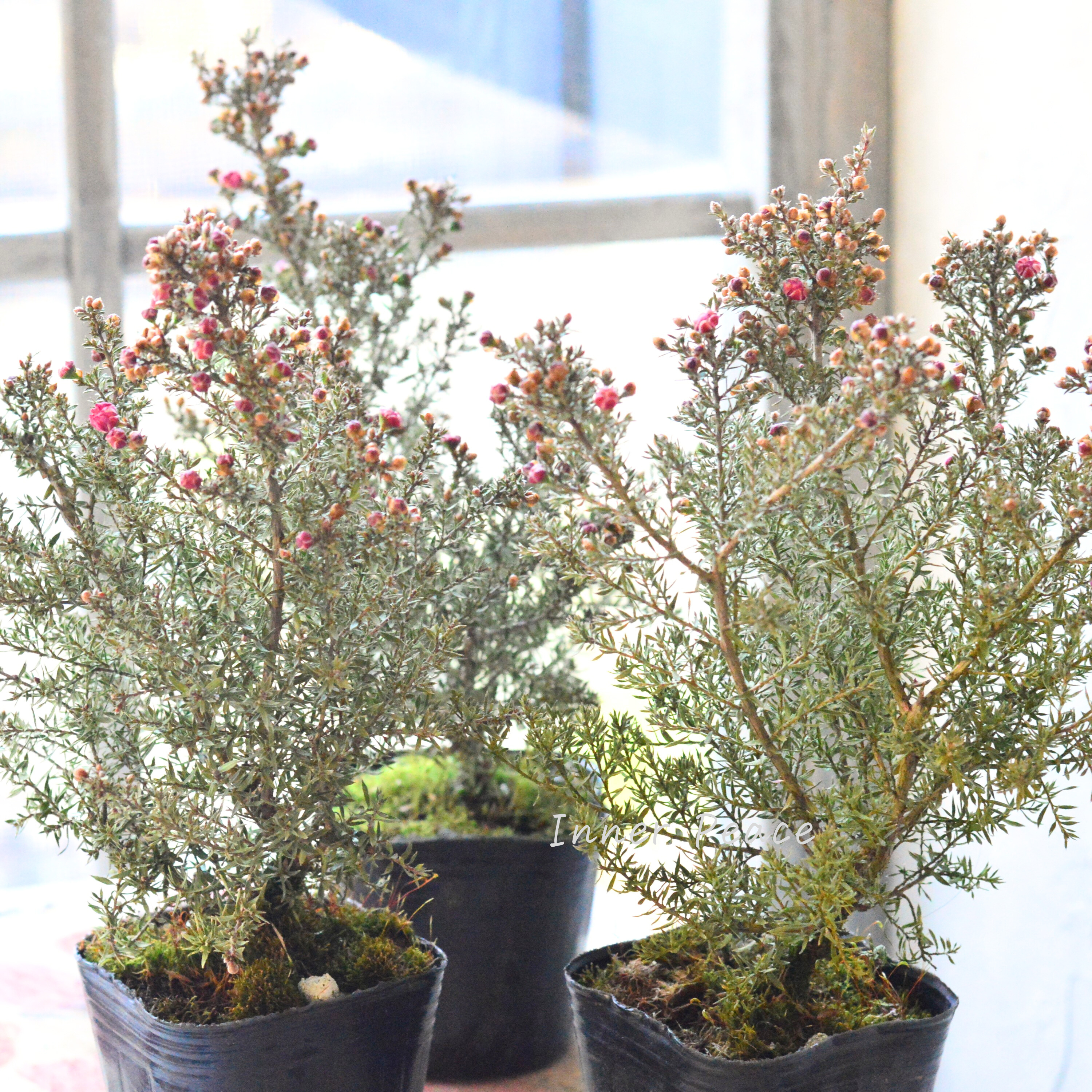 【美しい】 ギョリュウバイ 『濃いピンク』 3寸POT