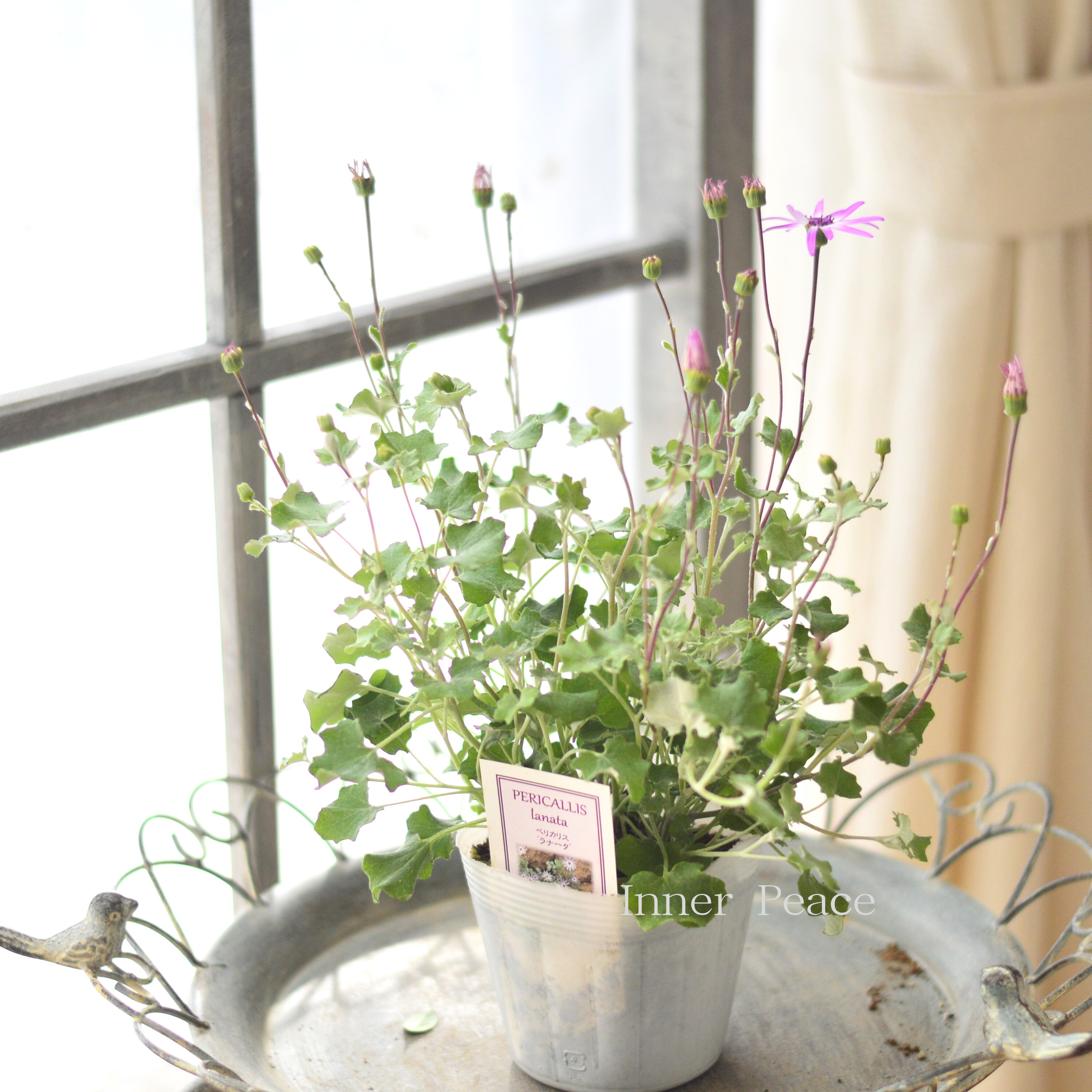 【美しい】 ペリカリス 『ラナータ』 3.5寸POT