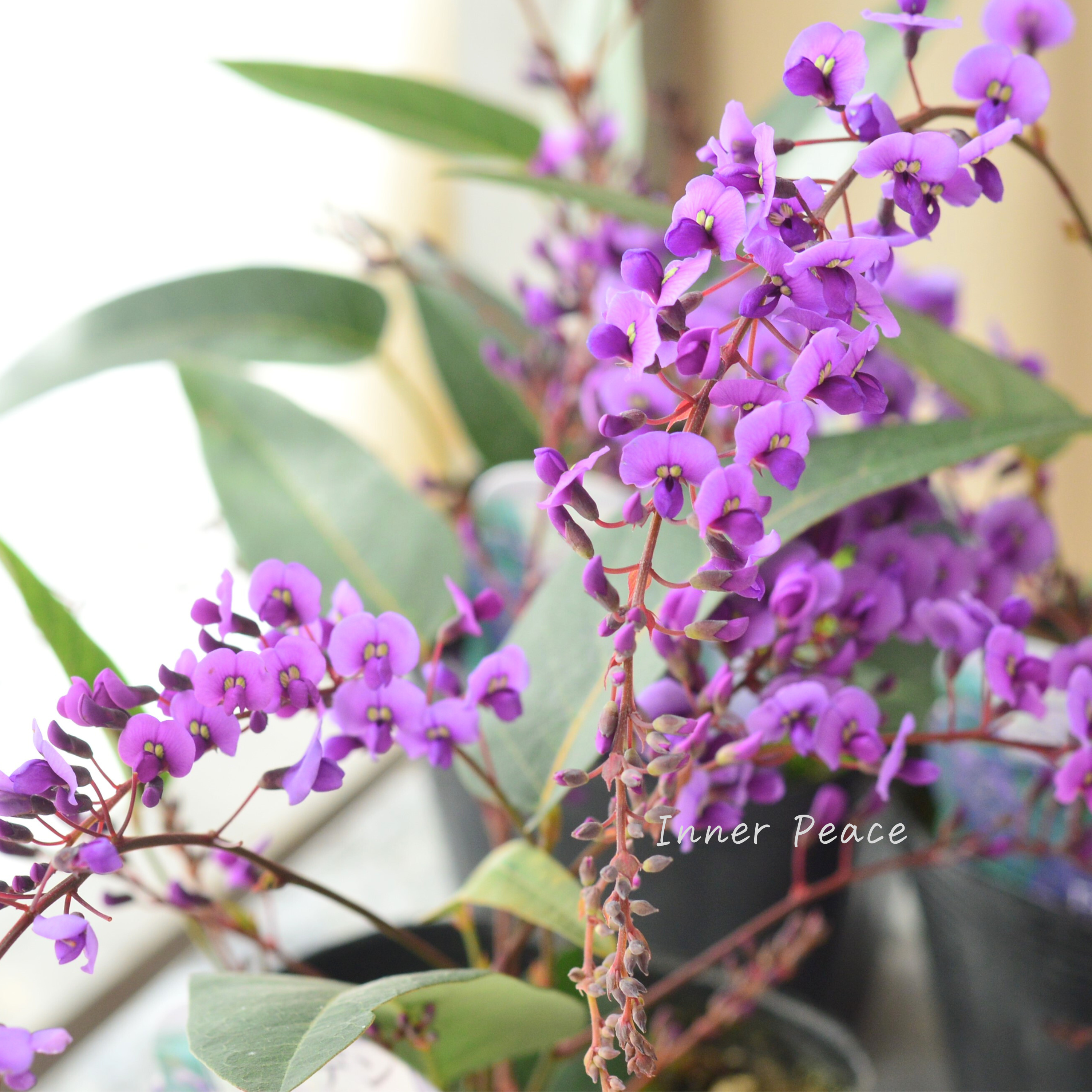 【美しい】 ハーデンベルギア 『パープル』 3.5寸POT