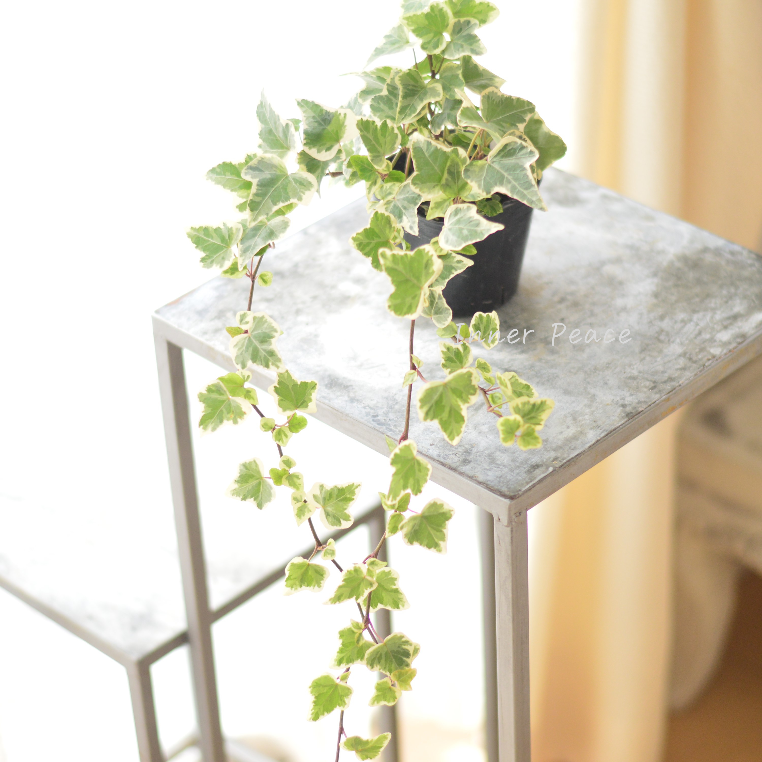 【寄せ植えに】 ヘデラ ヘリックス 『ホワイトワンダー』 3寸POT