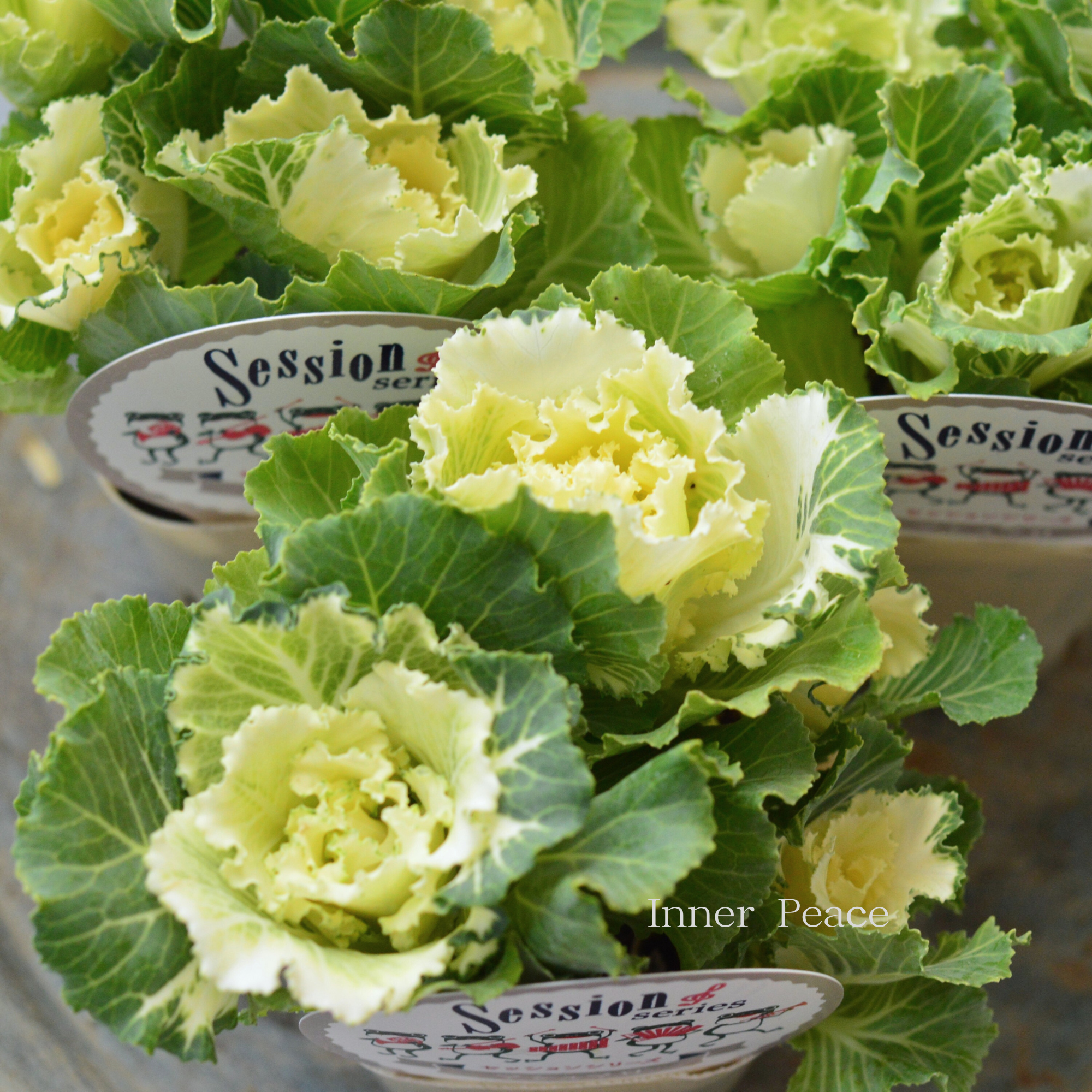 【5本植え】 葉牡丹 『セッション・マシュマロ』 3寸POT