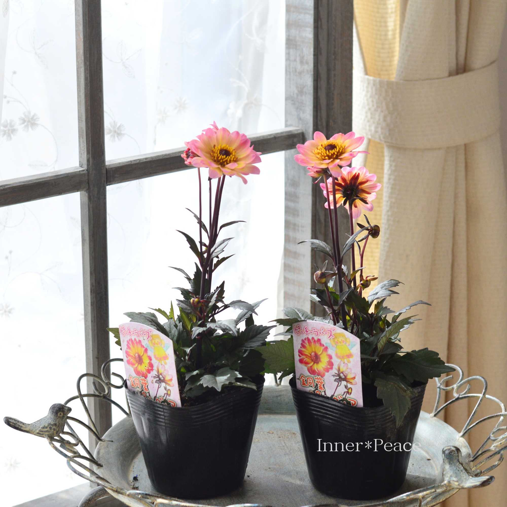 【宿根】 銅葉 ぷちダリア 『ピーチーラバーズ』 3.5寸POT