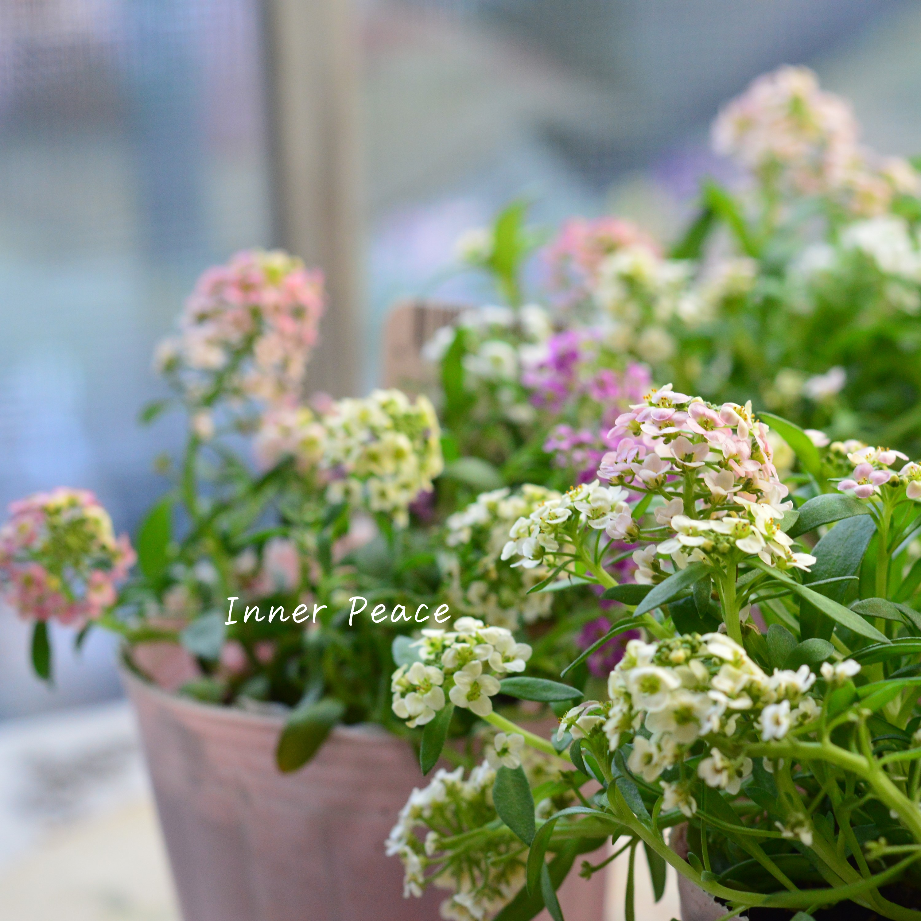 【ミックス】 スイートアリッサム 『ジュエリーミックス』 2.5寸ロングPOT