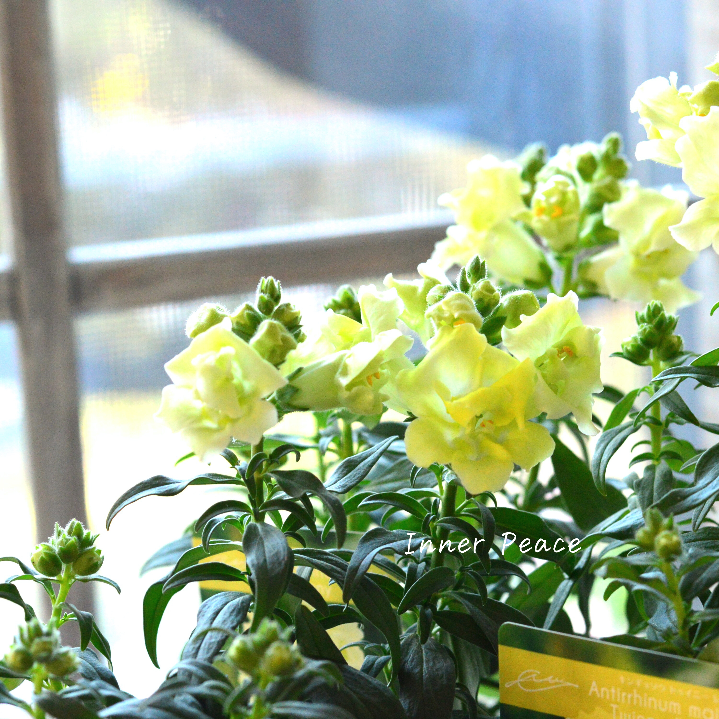 【かわいい】奥田園芸さん生産の キンギョソウ・トゥイニー 『レモン』 3寸ロングPOT