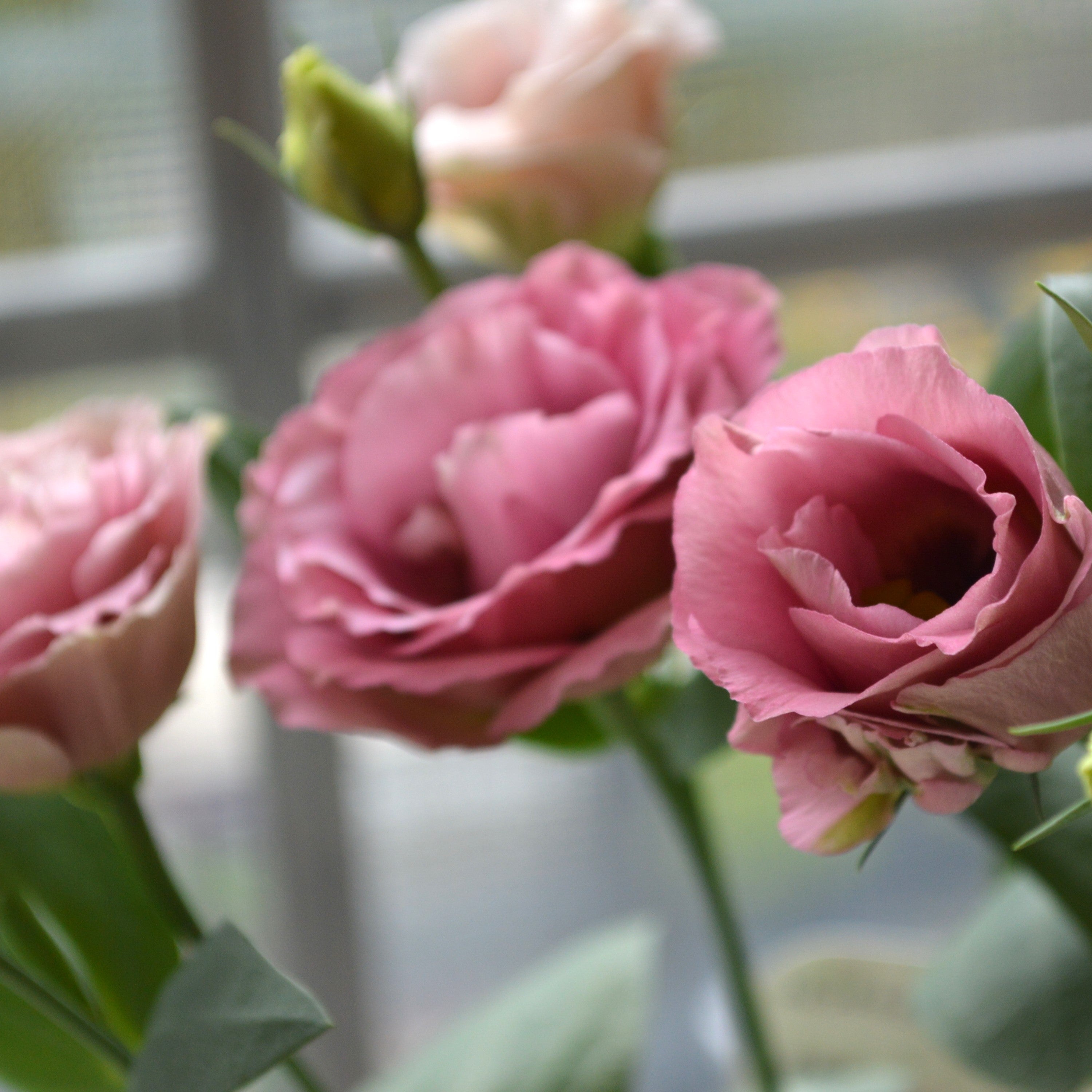 【美しい】 トルコギキョウ 『アンティークローズ』 3寸POT