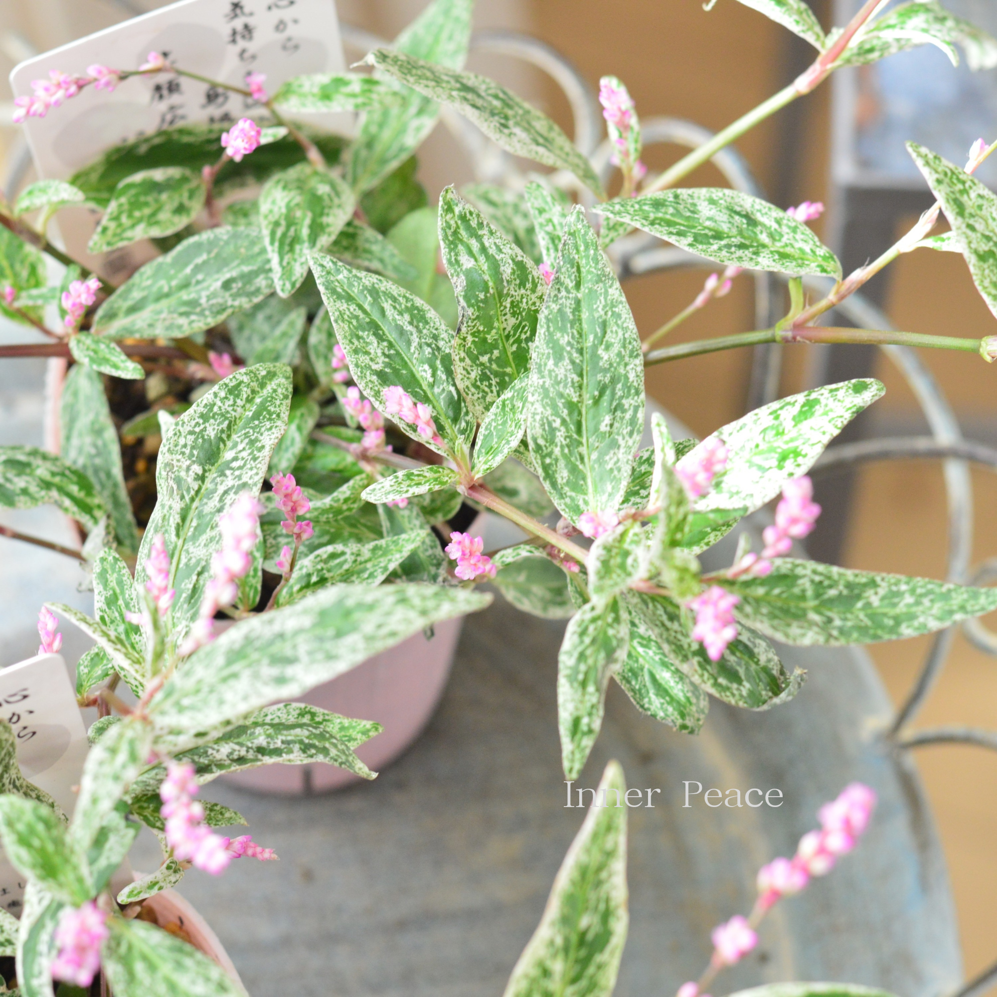 【希少】 ペルシカリア 『雪桜』 2.5寸ロングPOT