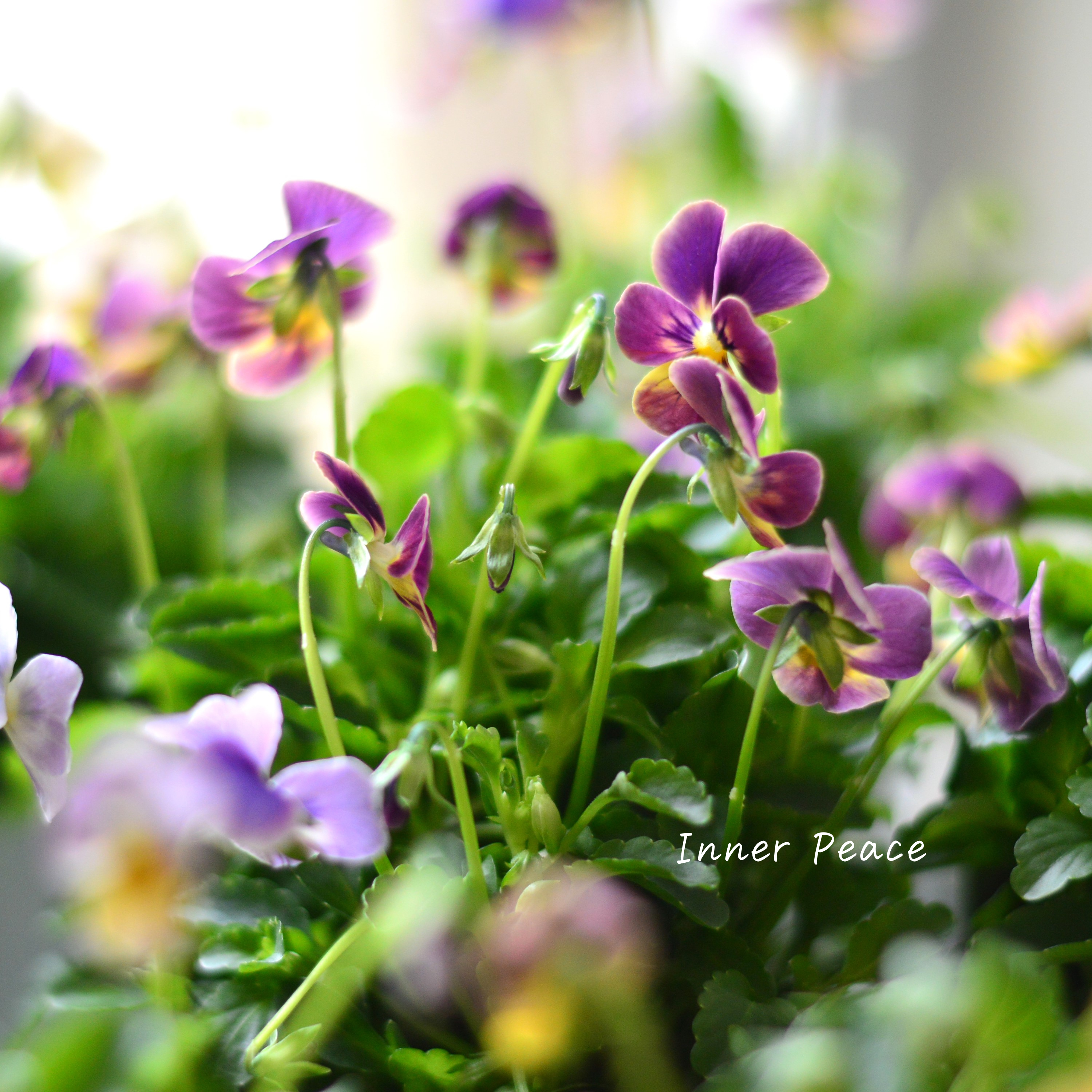 【ゲブラさん】 ビオラ 『ミックス』 2.5寸POT