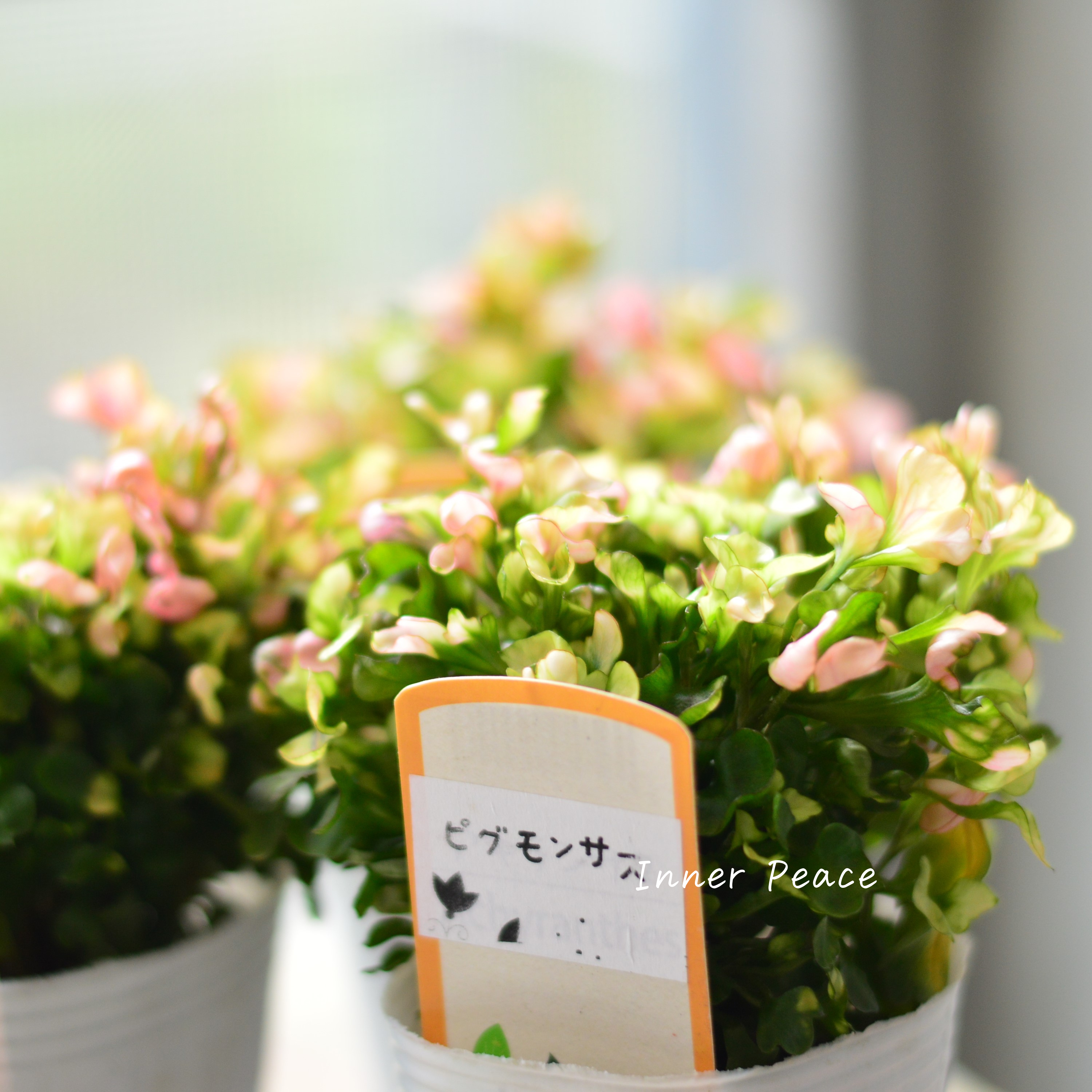 【秋色】アルテルナンテラ『ピグモンサス』 2.5寸POT