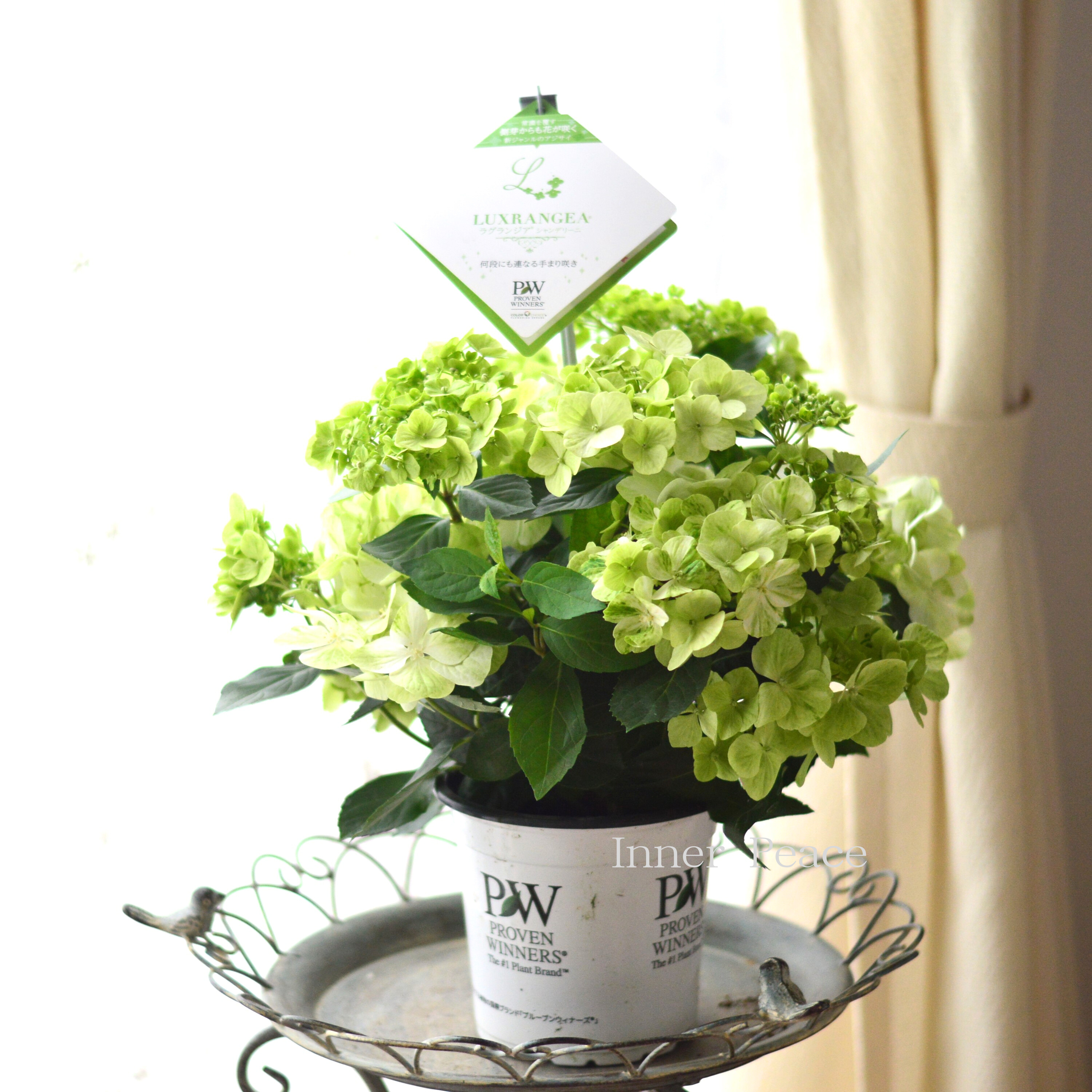 【PW】 紫陽花 ラグランジア 『シャンデリーニ』 5寸鉢