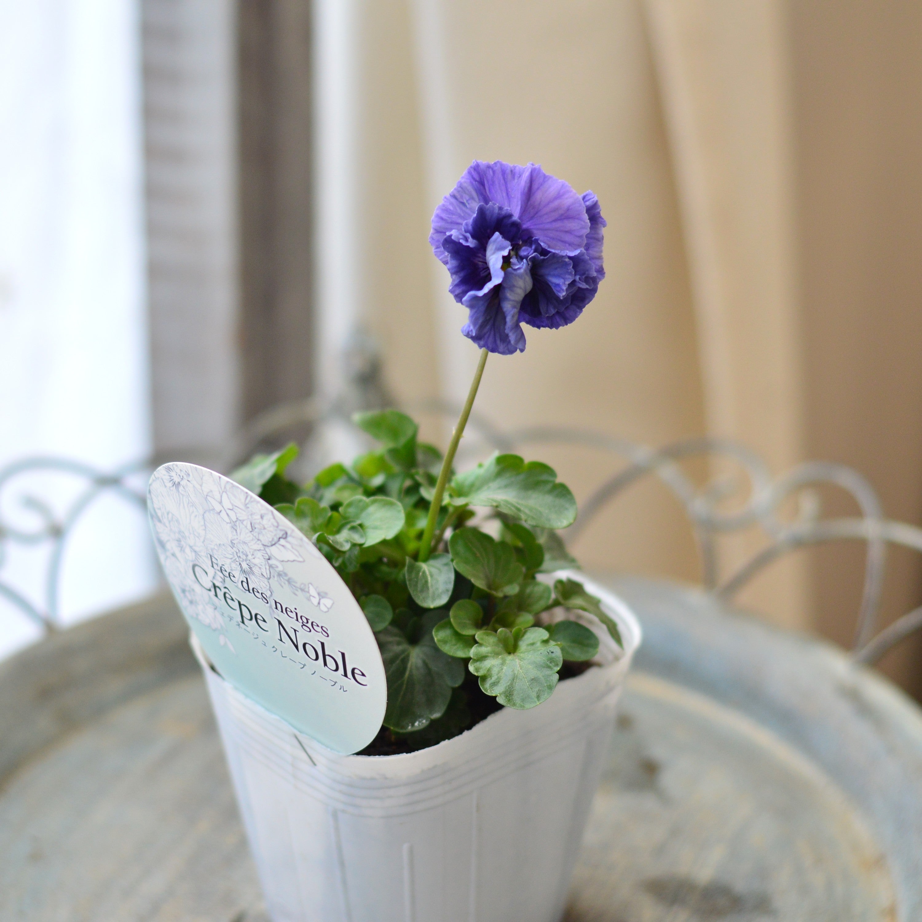 【美しい】 パンジー 『フェデネージュ・クレープノーブル スペシャル』 3.5寸POT