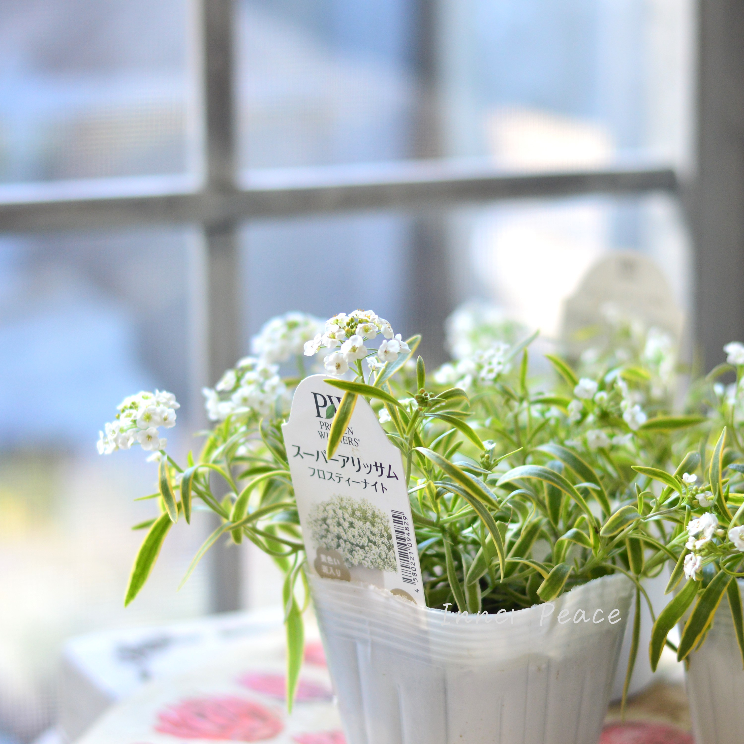 【PW】 スーパーアリッサム 『フロスティーナイト』 3.5寸POT