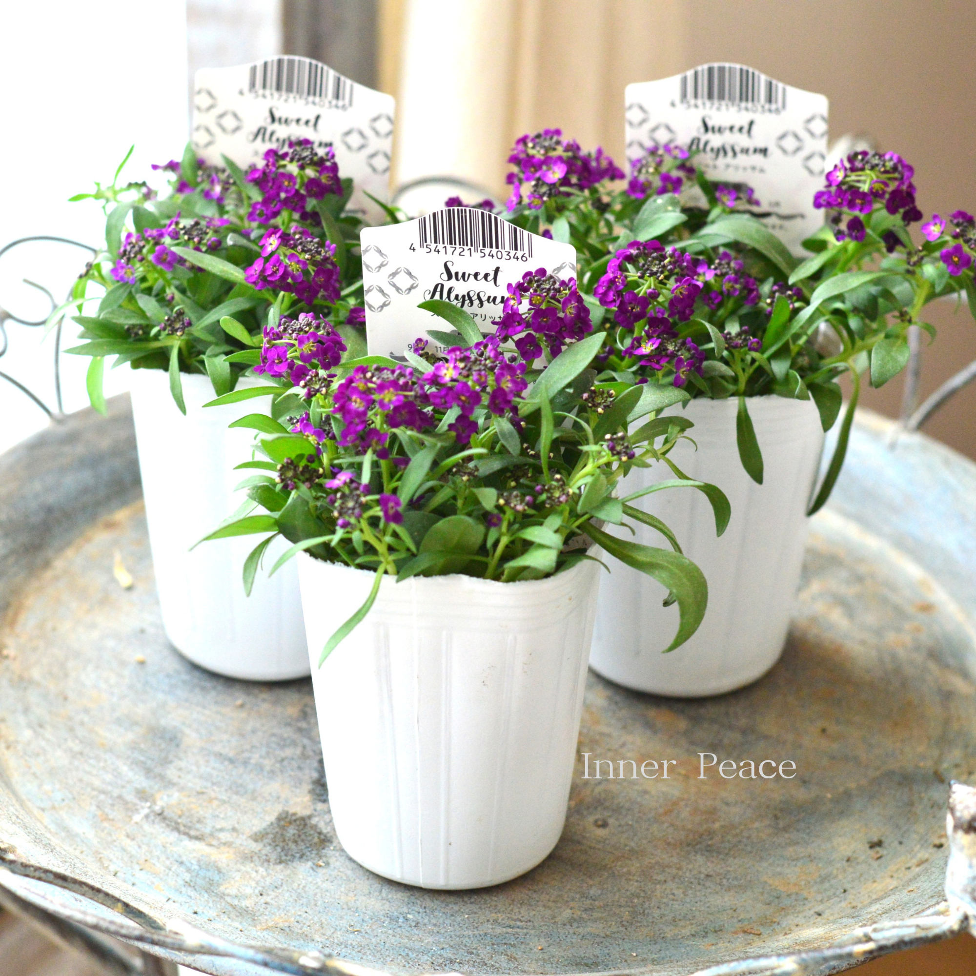 【かわいい】 スイートアリッサム 『アルーレ・ディープパープル』 2.5寸POT