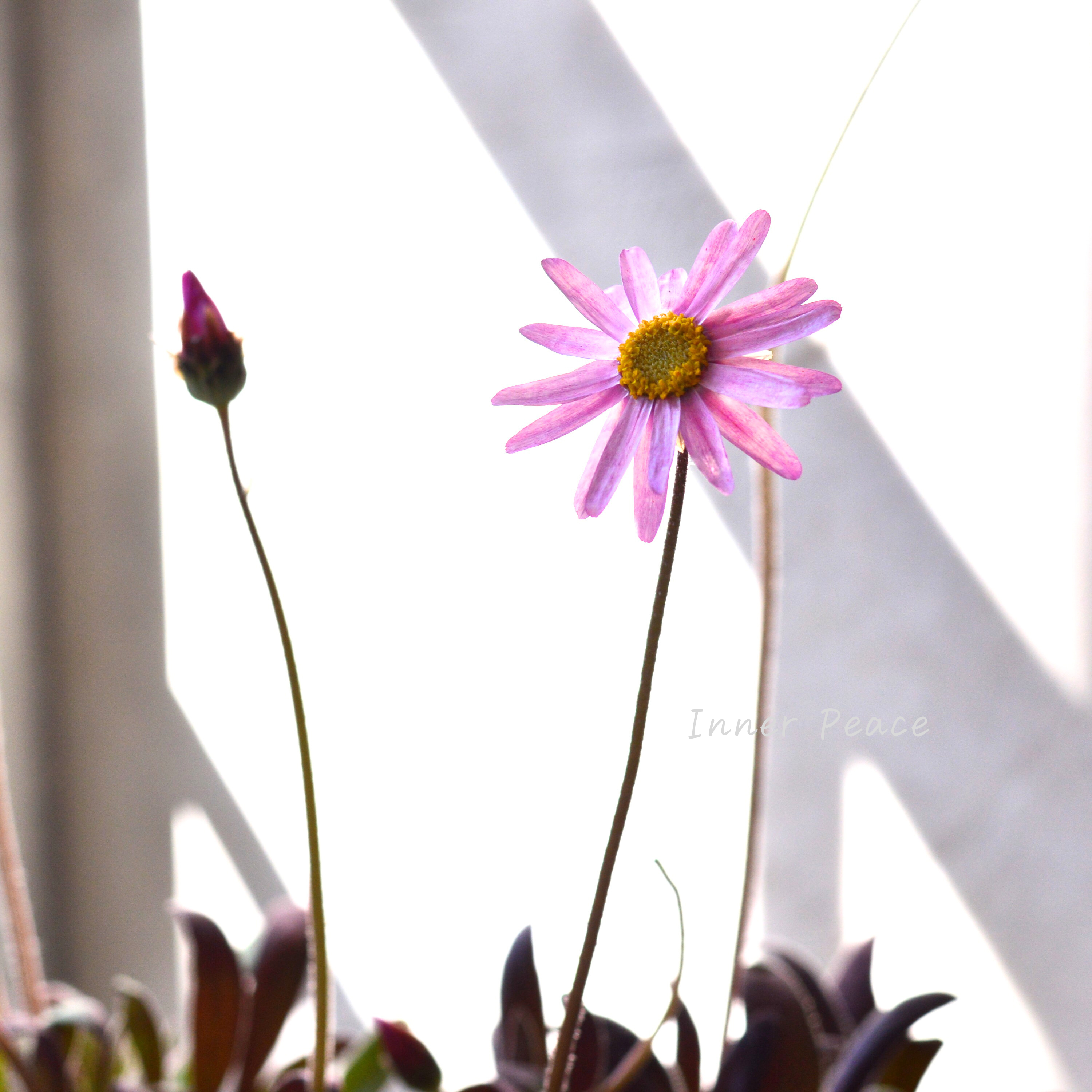 【開花期間が長い】 ローレンセラ 3寸POT