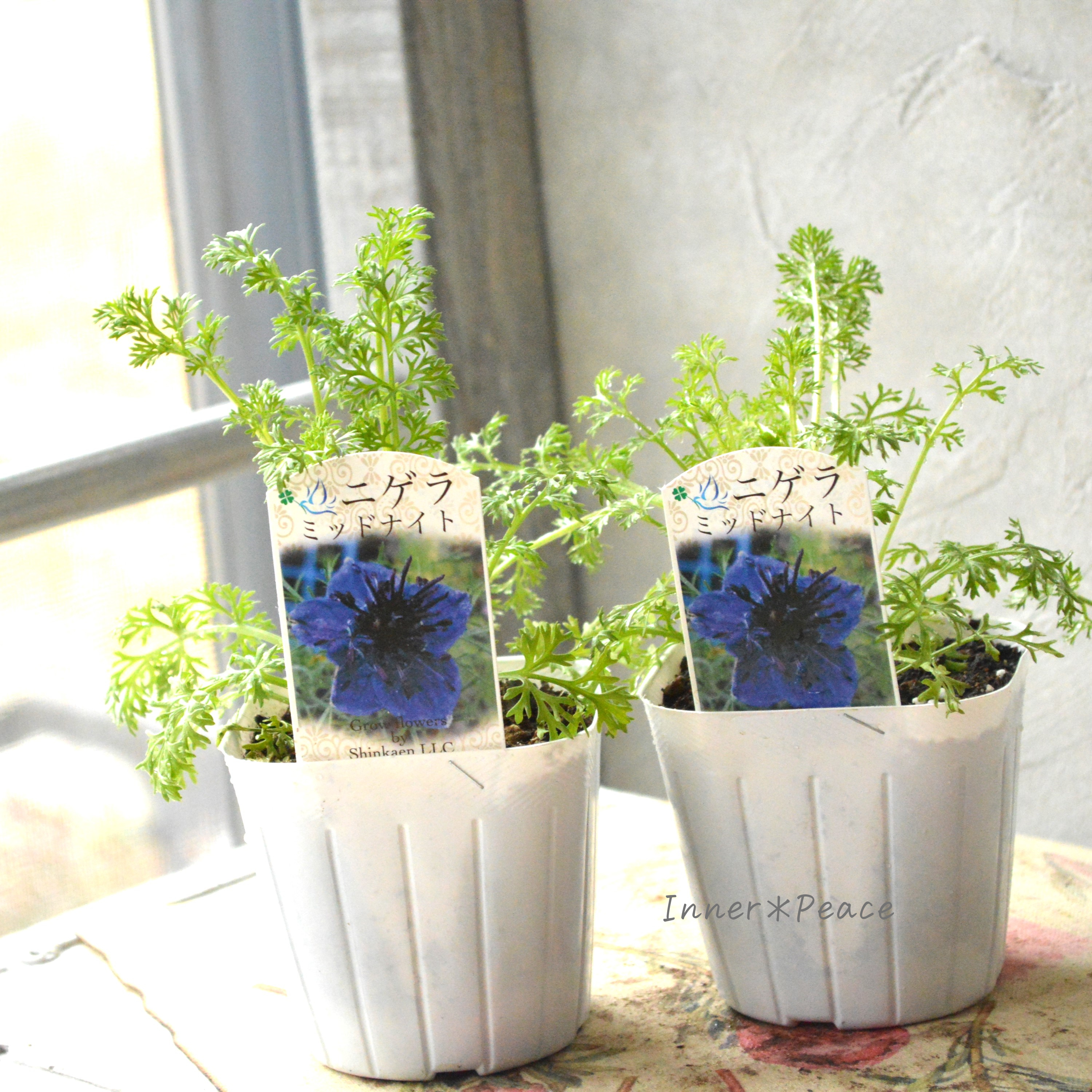 【オシャレ】 ニゲラ 『ミッドナイト』植え込み用 3寸POT