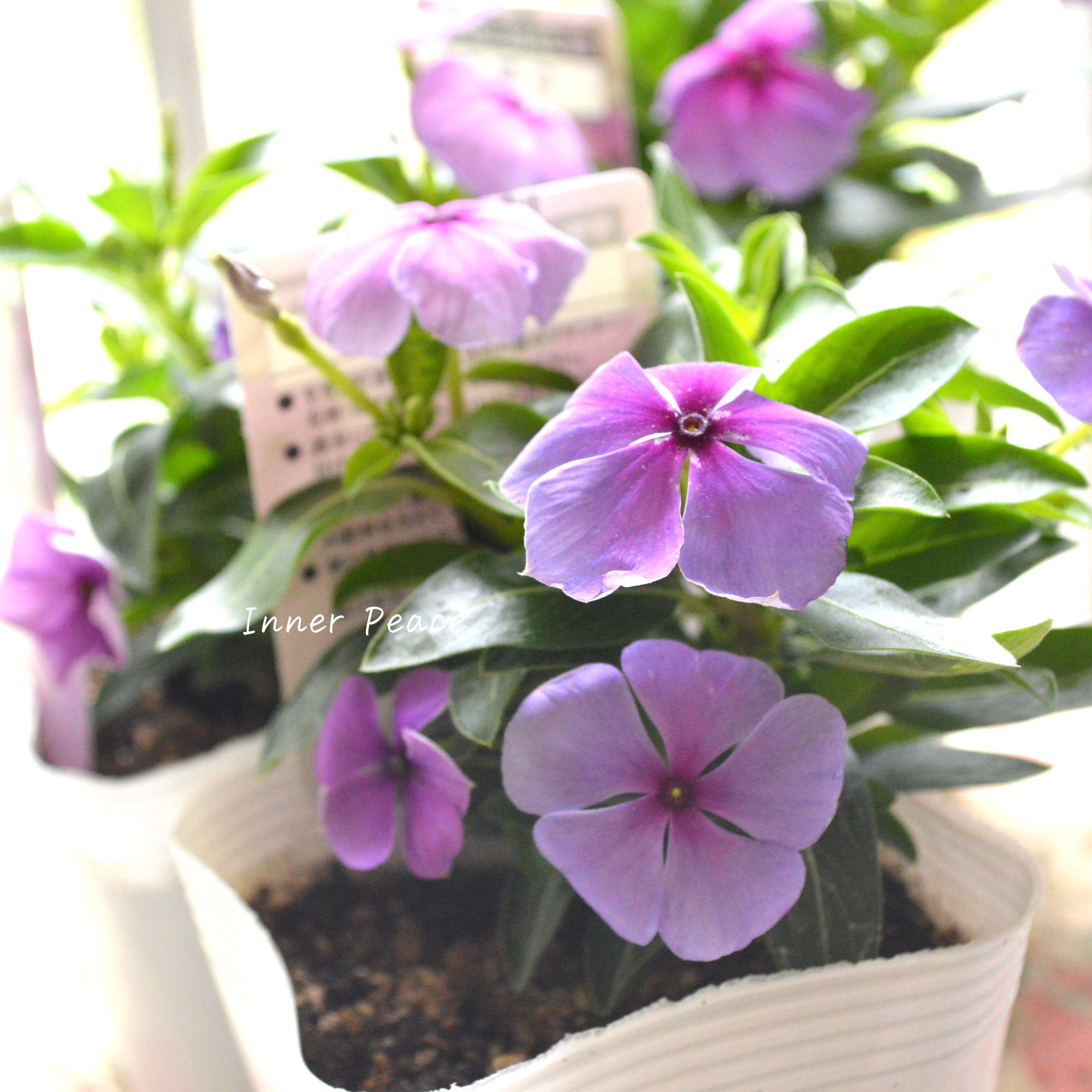 【北島園芸さん】 ニチニチソウ 『月明り』 3.5寸POT