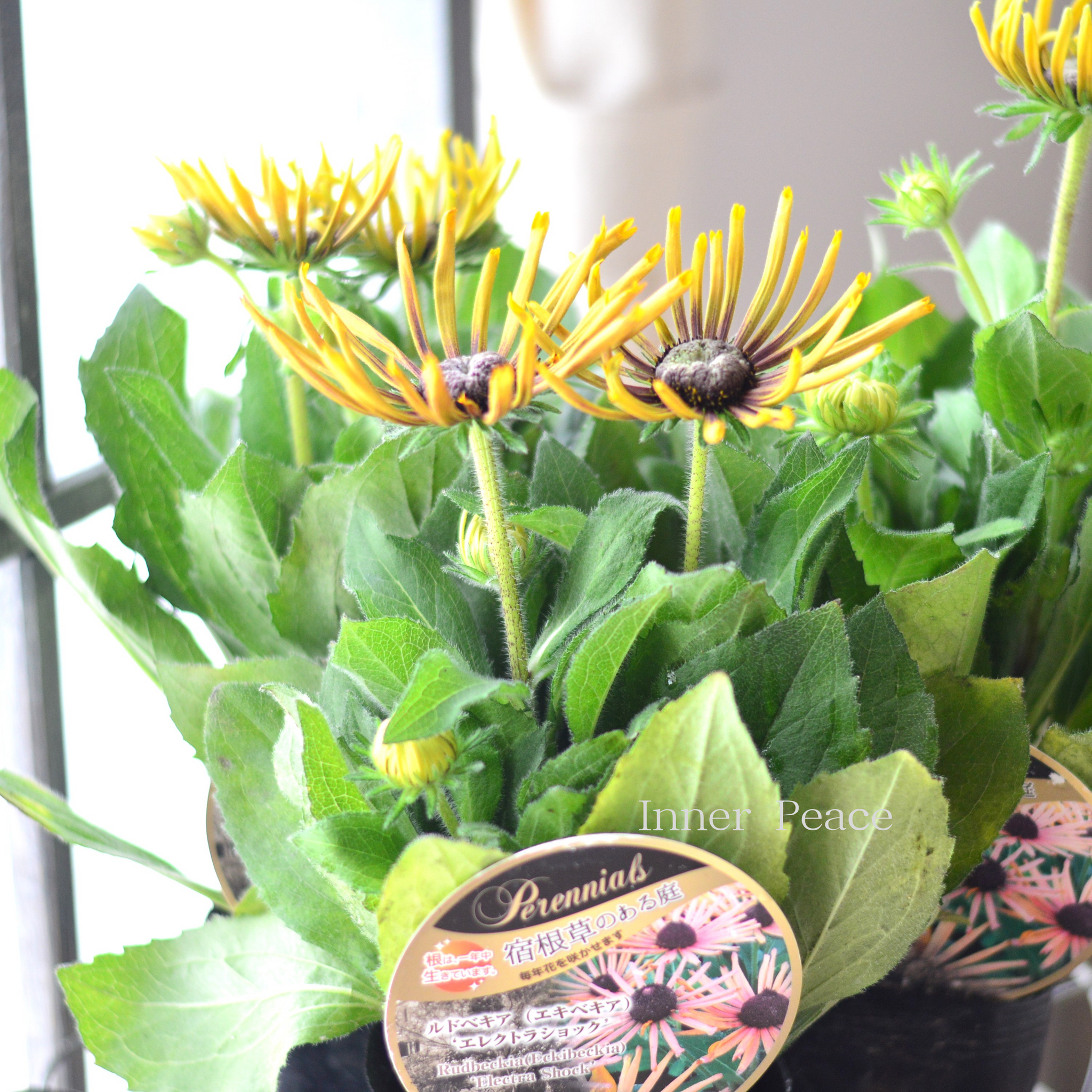 ハイブリッド】 エキベキア 『エレクトラショック』 4寸POT