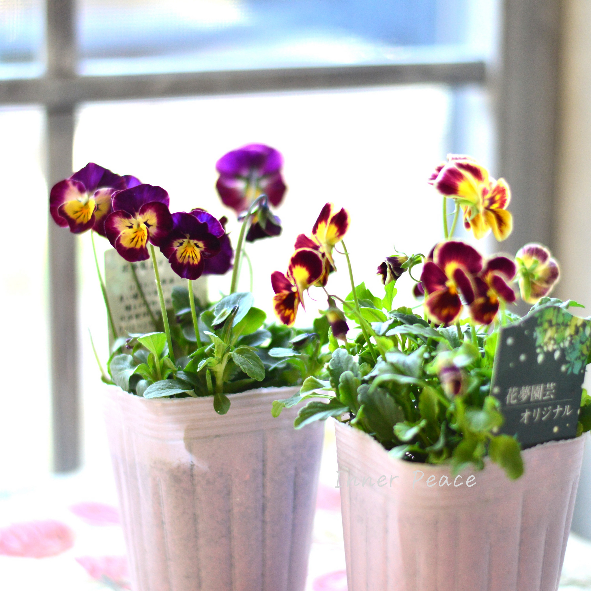 花夢園芸さん】 ビオラ 『レッド系』 3寸ロングPOT