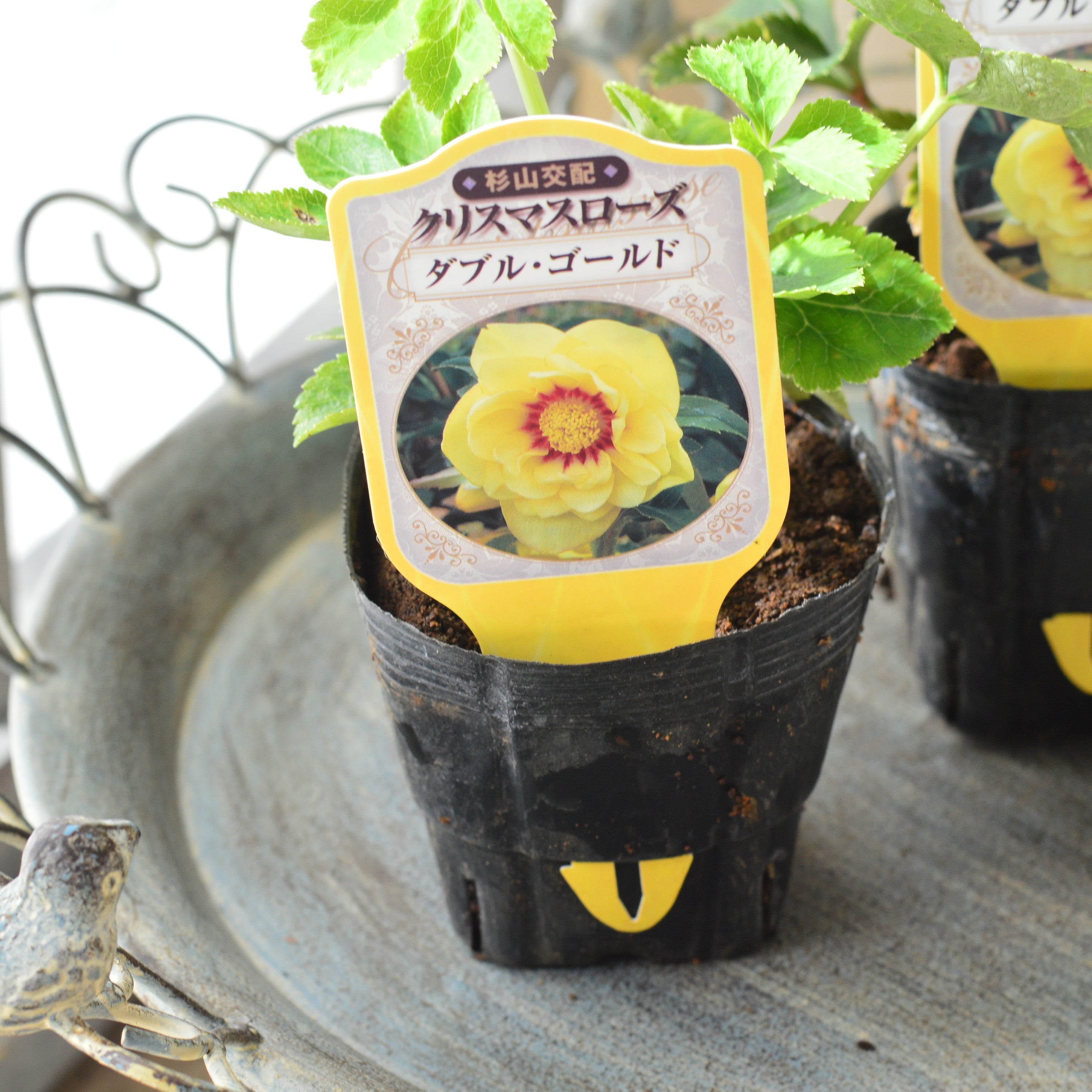 【杉光園芸さん】 クリスマスローズ 『ダブル・ゴールド』 3寸POT