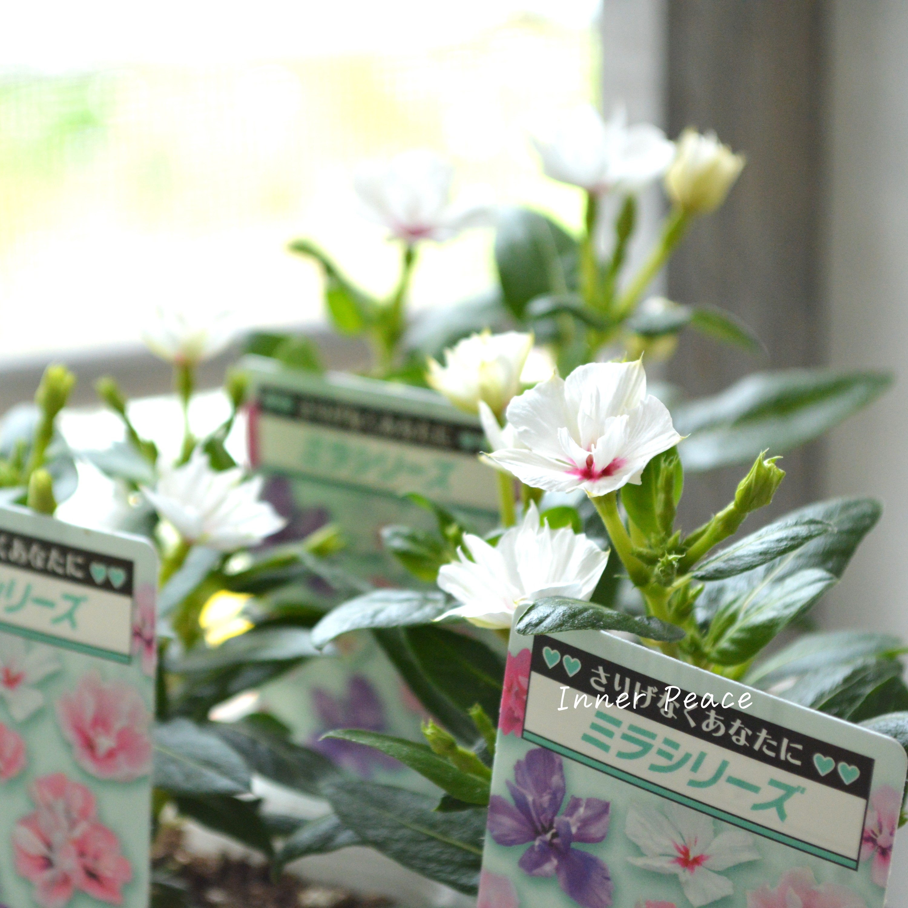 【北島園芸さん】 ニチニチソウ(八重咲き) 『ミラシリーズ・ユニコーン』 3.5寸POT