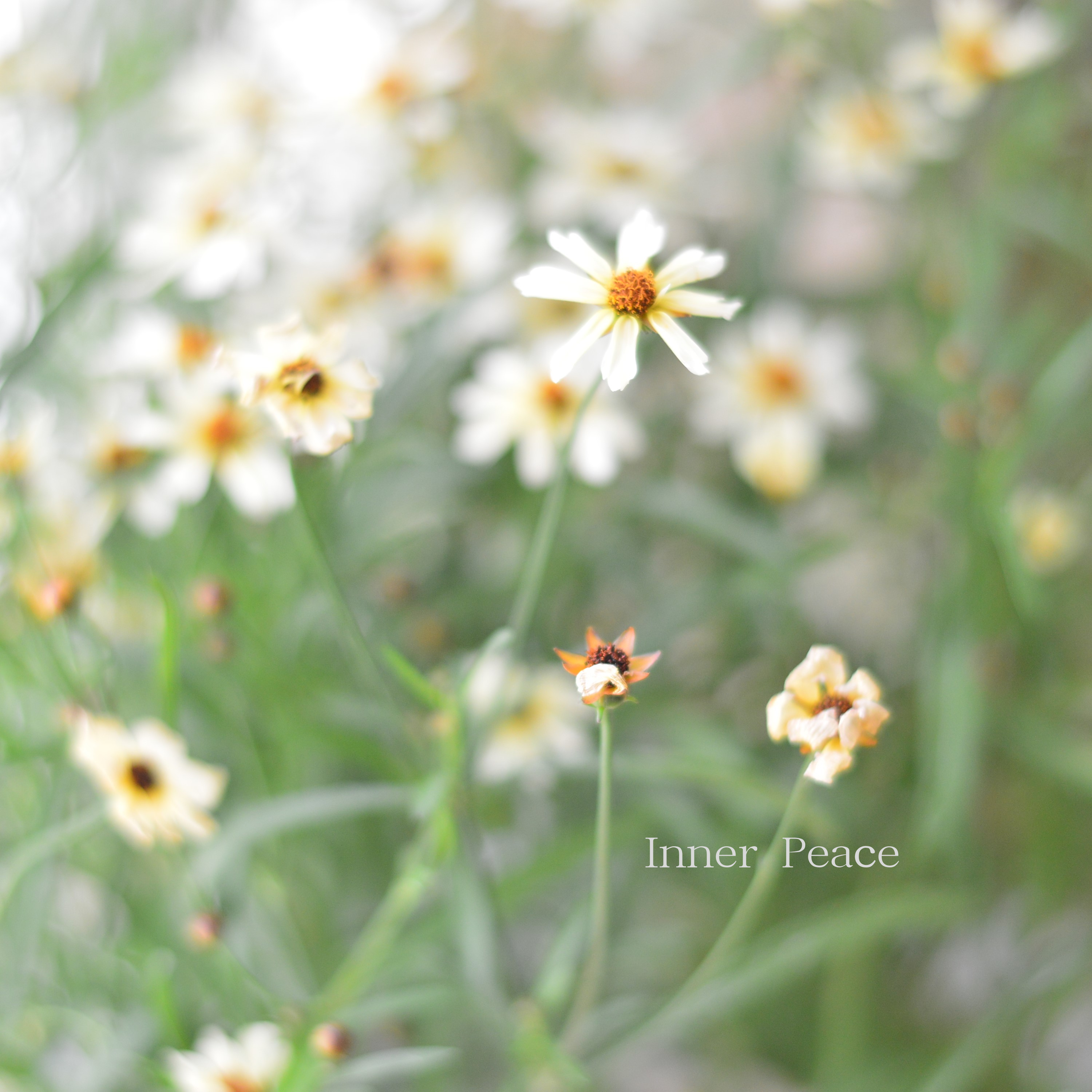 【アンティーク色】コレオプシス『ミスティクリーム』 3寸POT