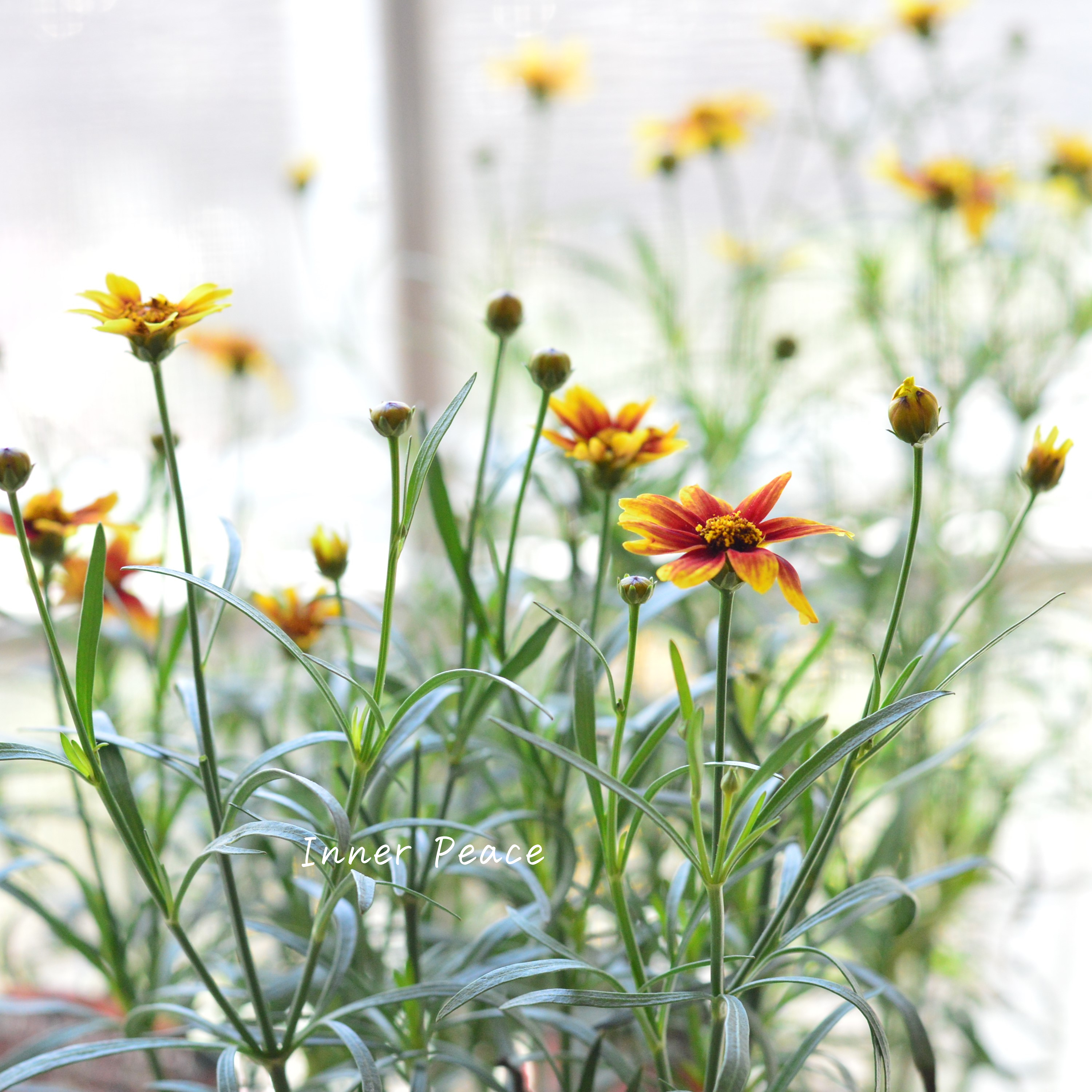 【秋色】 コレオプシス 『グローイングエムバース』 3寸POT