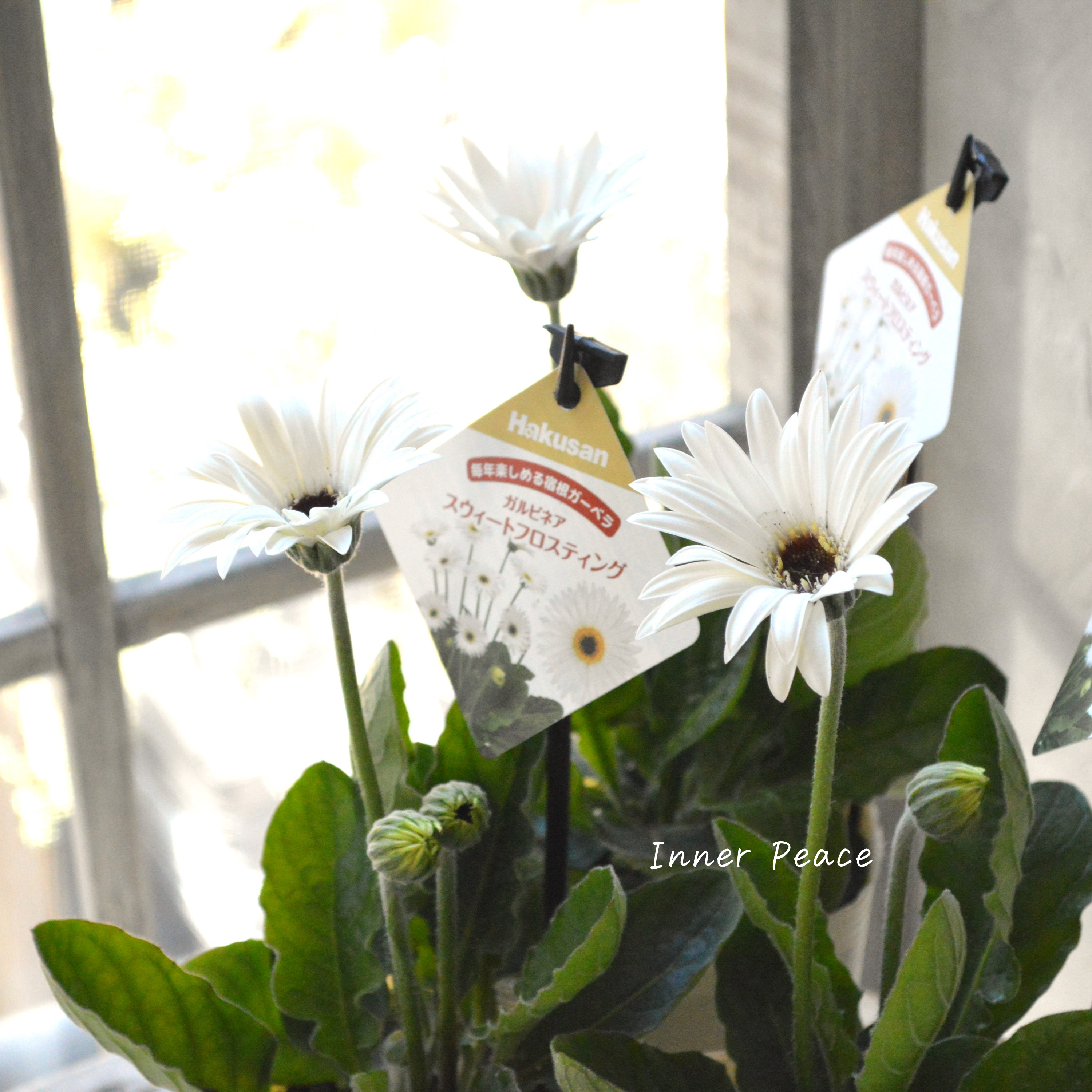 【宿根】 ガルビネア 『スウィートフロスティング』 3.5寸POT