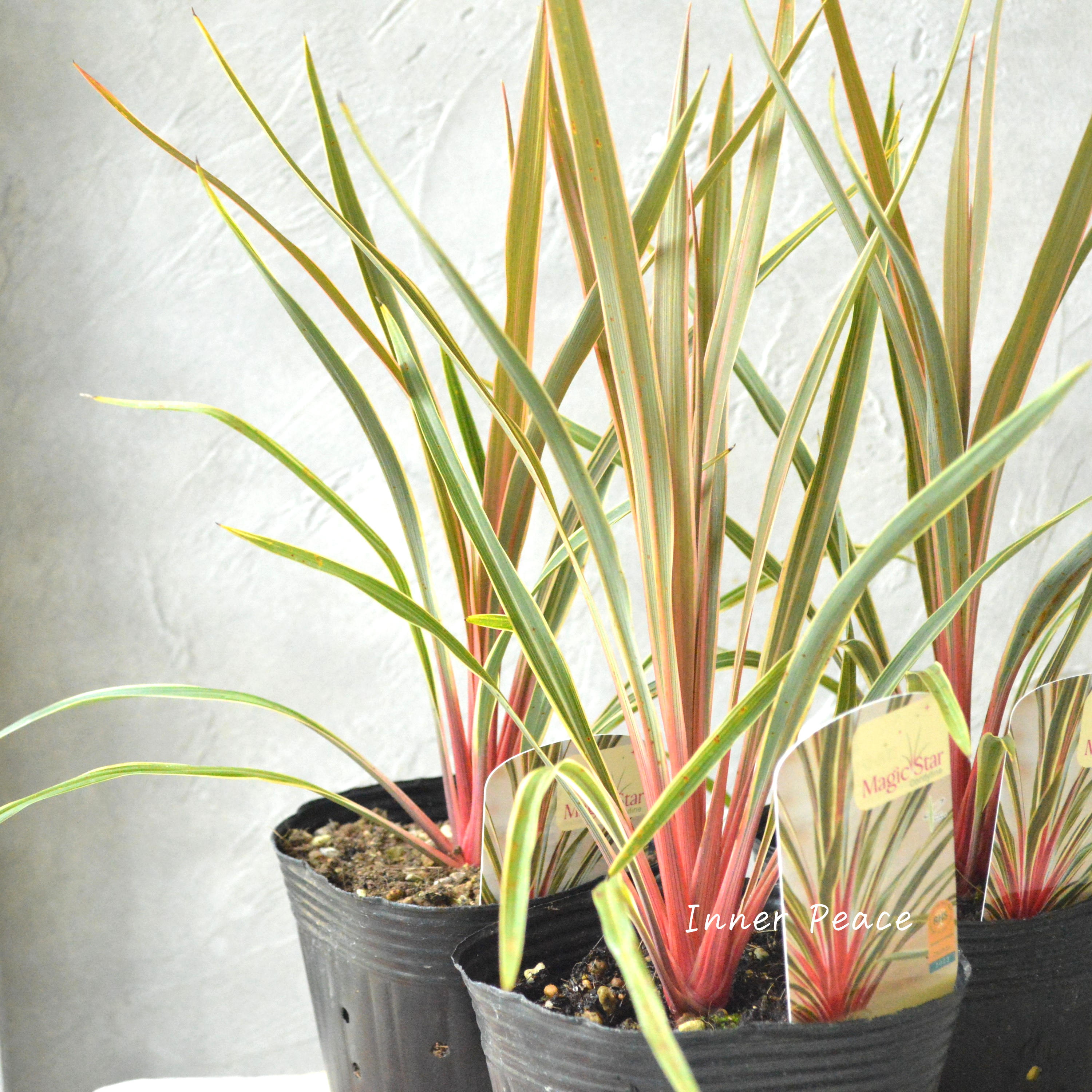 【日本初上陸】 コルジリネ 『マジックスター』 4号POT