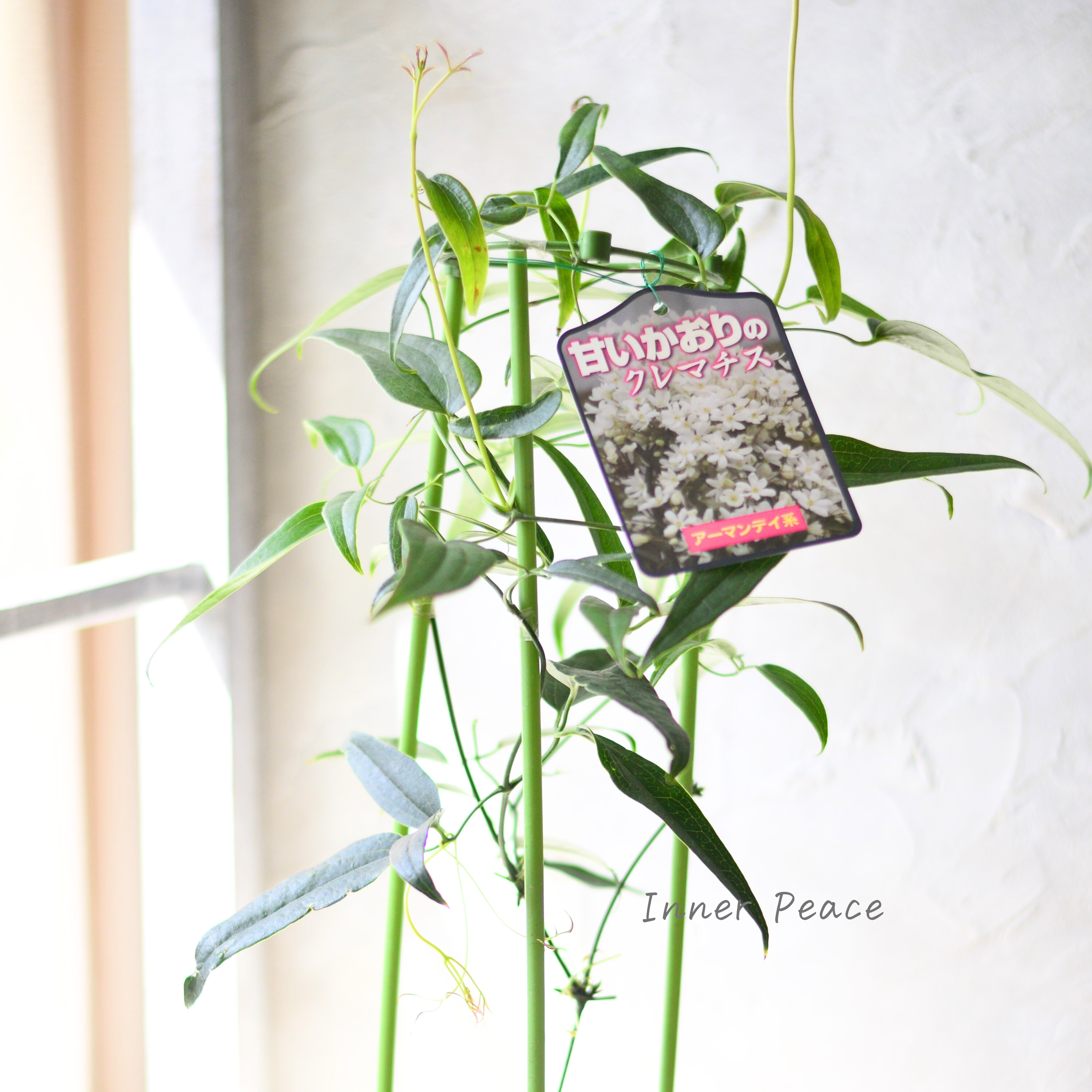 【香る】 クレマチス(アーマンディ系) 『アップルブロッサム』 4.5寸POT