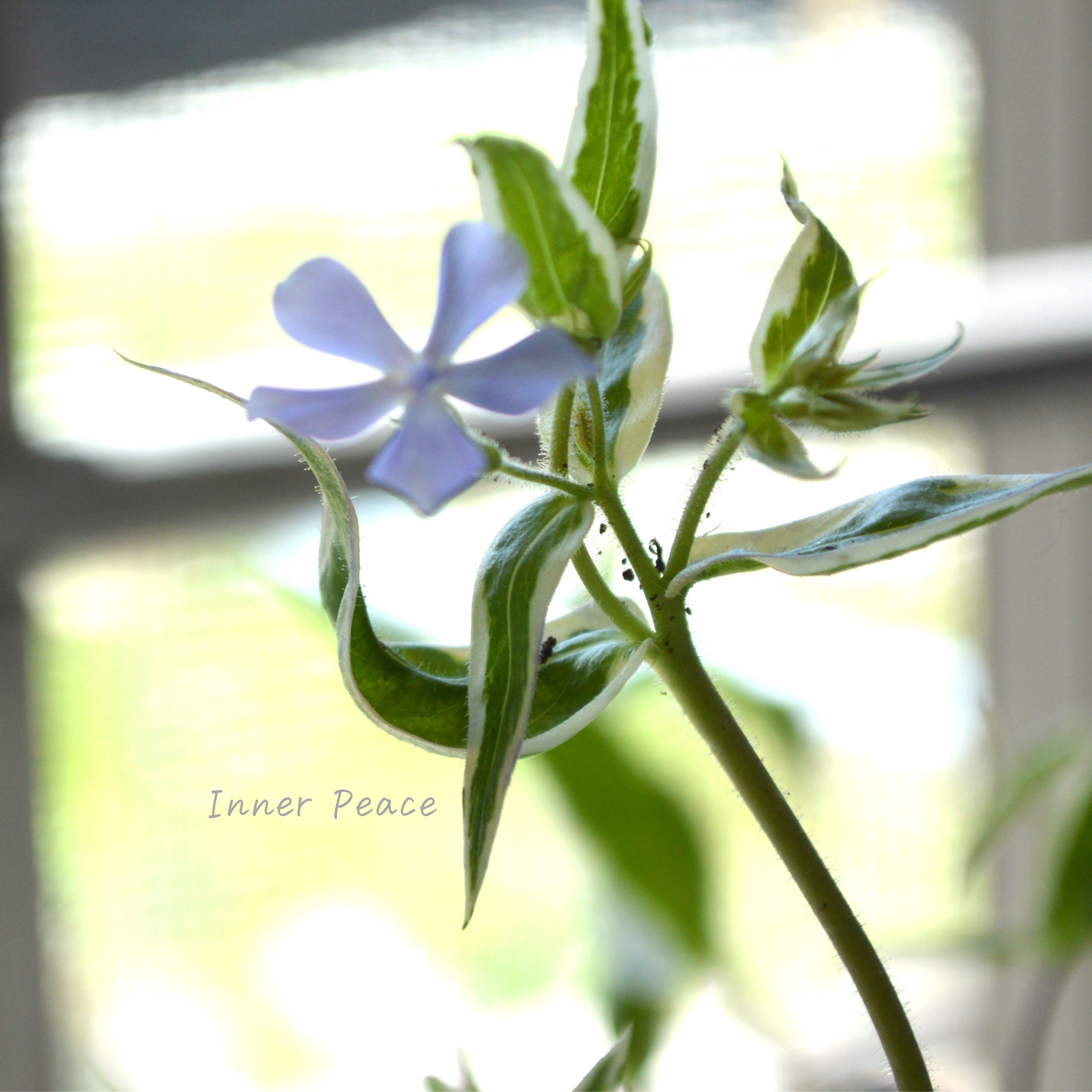 【宿根草】 斑入りフロックス 『モントローザトリカラー』 3寸POT