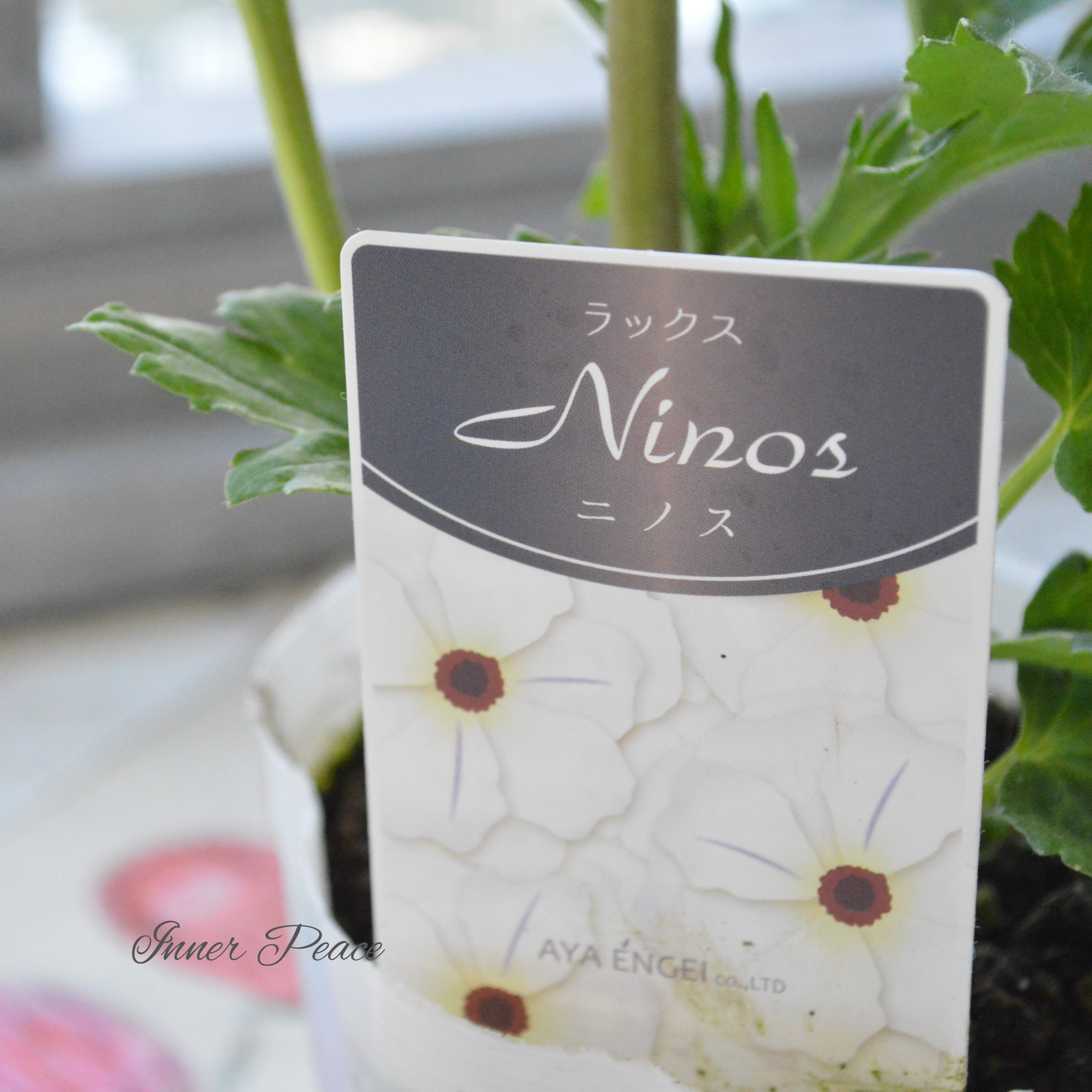 【美しい】 ラナンキュラス・ラックス 『ニノス』 4寸POT