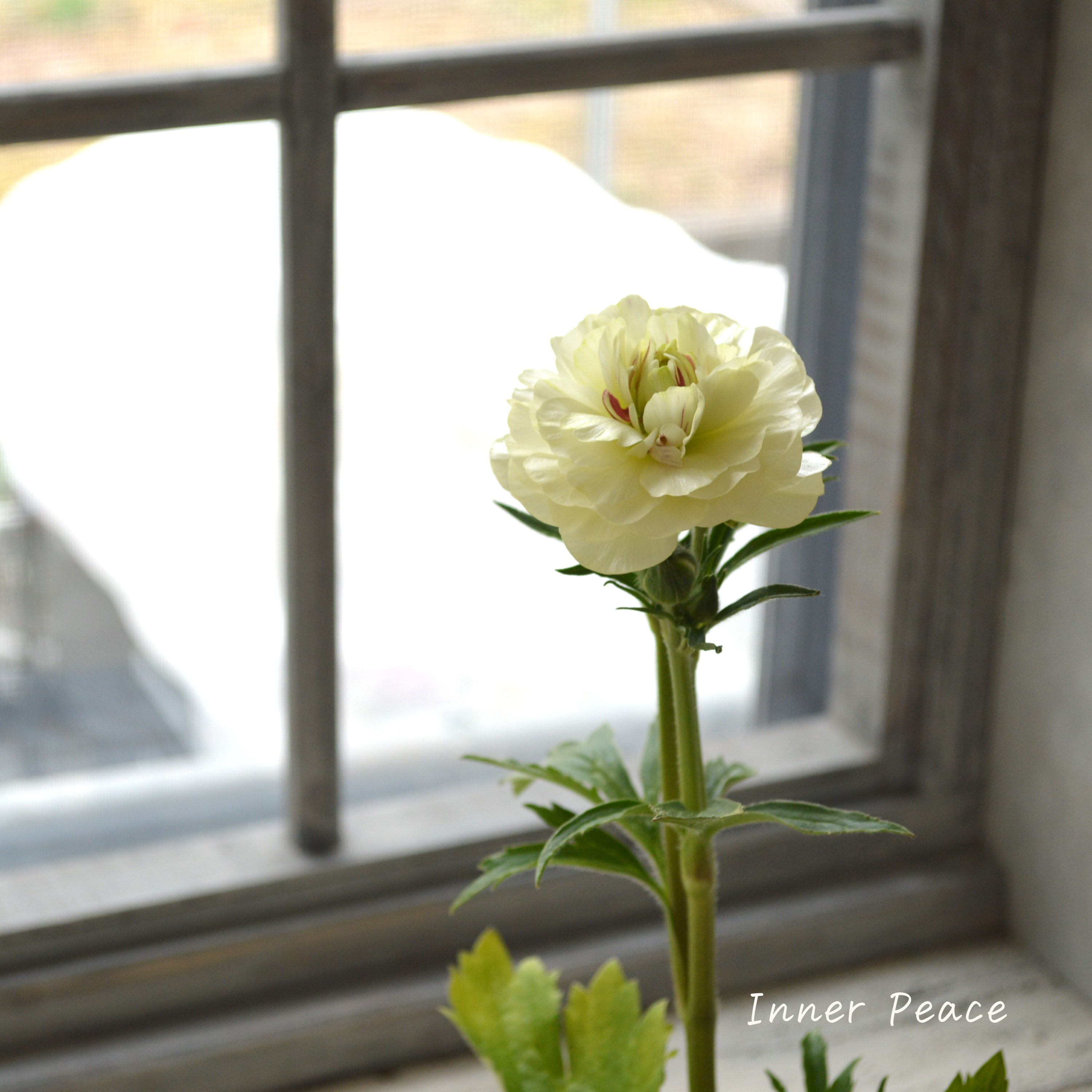 【美しい】 ラナンキュラス・ラックス 『ニノス』 4寸POT