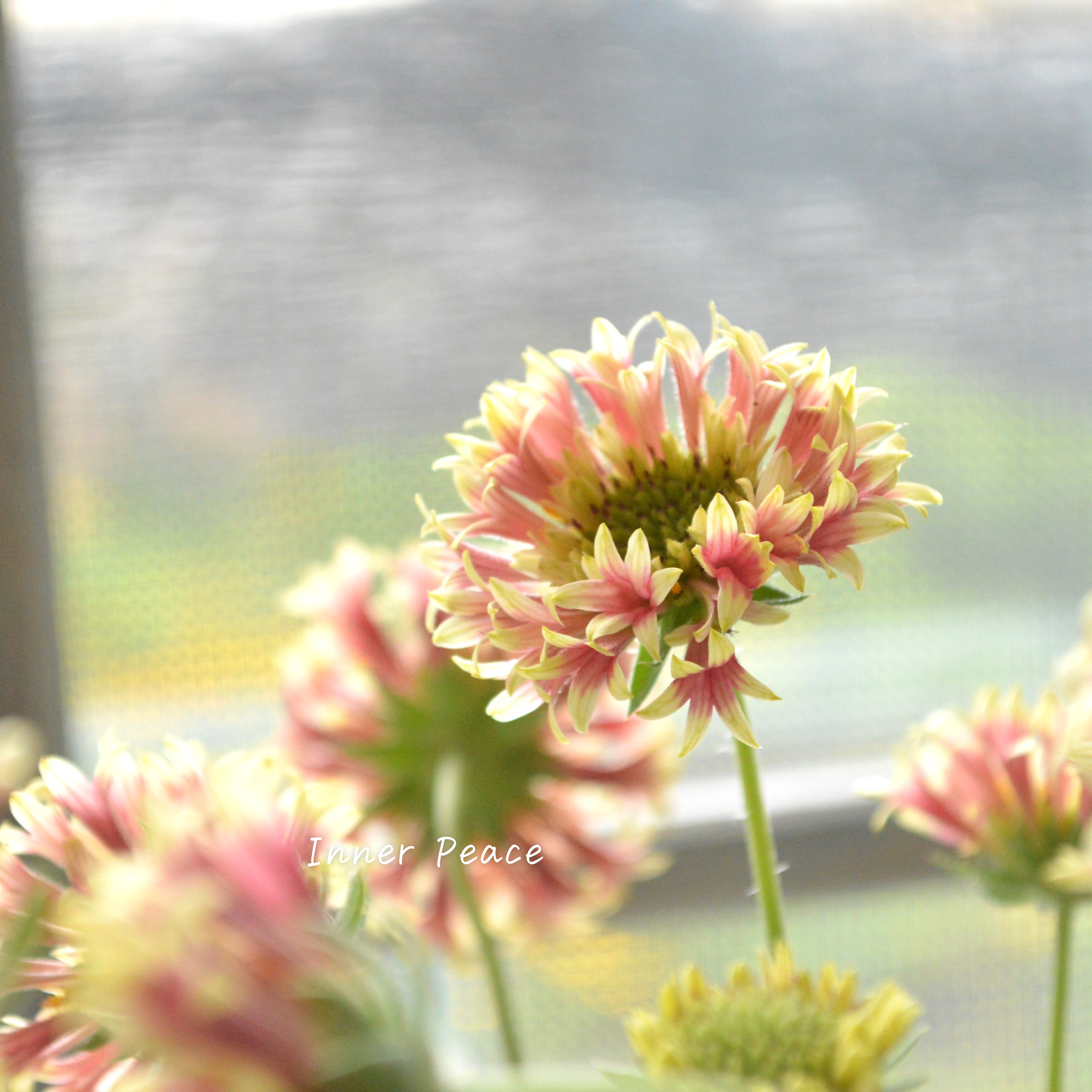 【人気】 ガイラルディア 『フルーティ・アップルマンゴー』 3寸ロングPOT