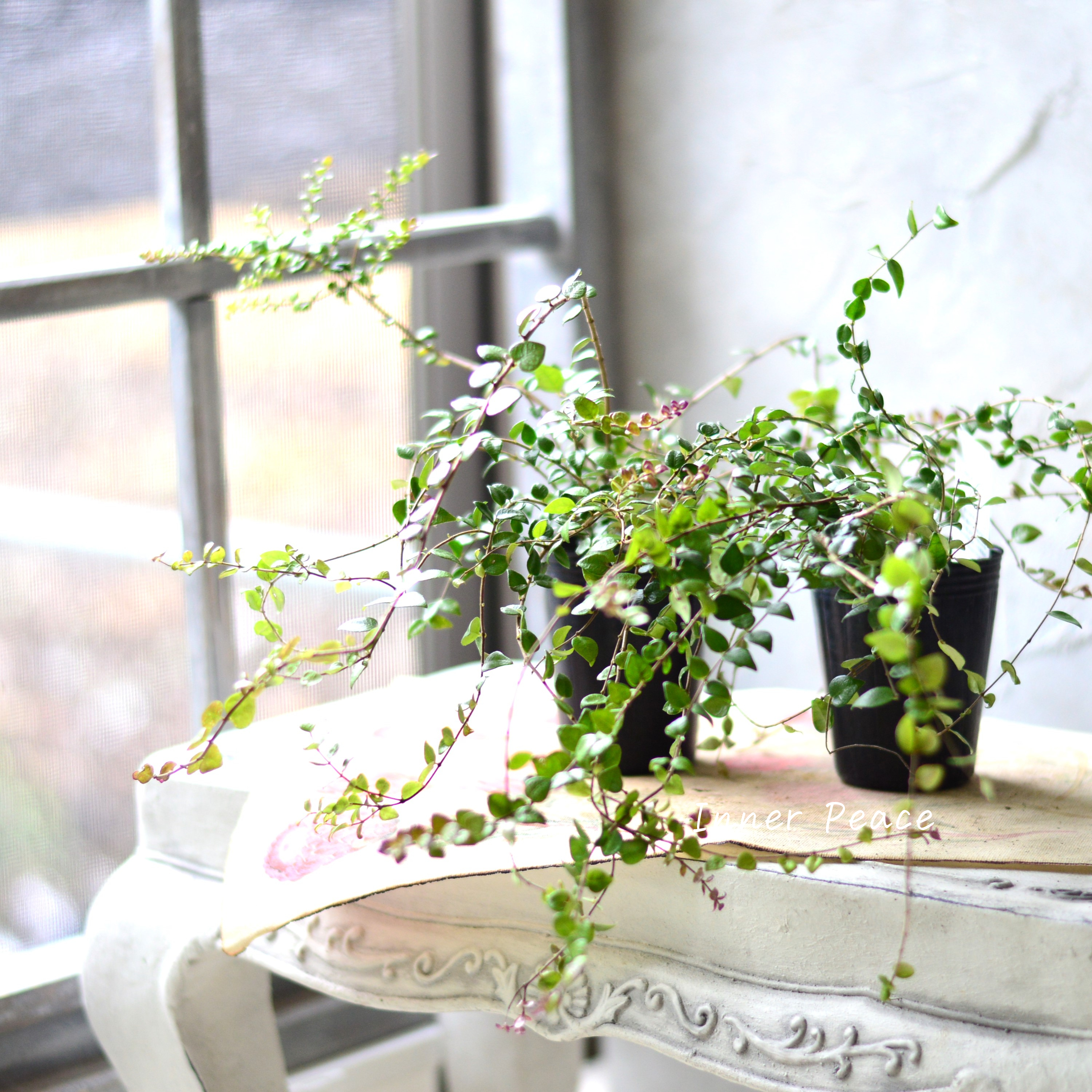 【常緑】 ロニセラ ニティダ 『レッドチップ』 3寸POT