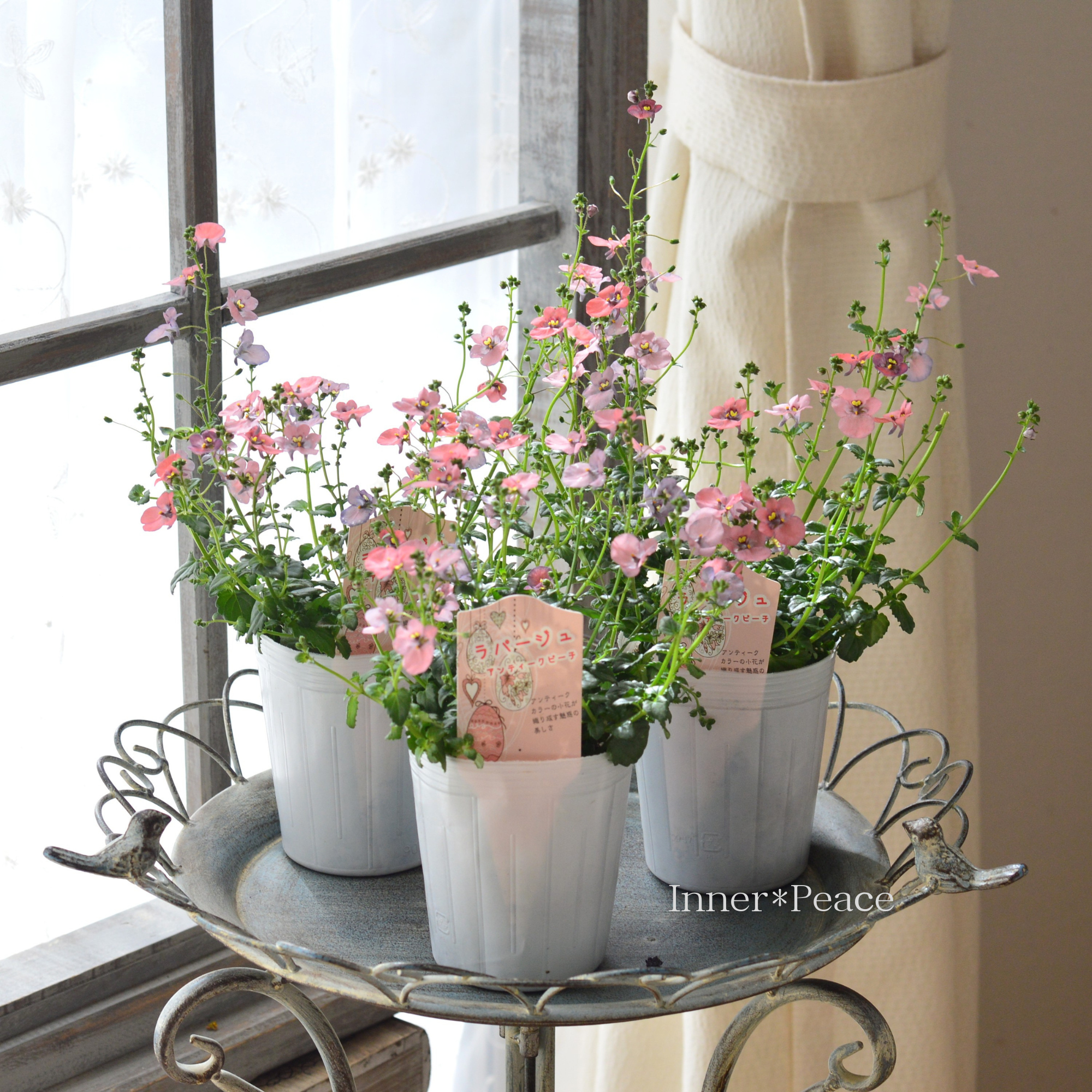 【松原園芸さん】 ディアスシア 『ラパージュ・アンティークピーチ』 3寸POT