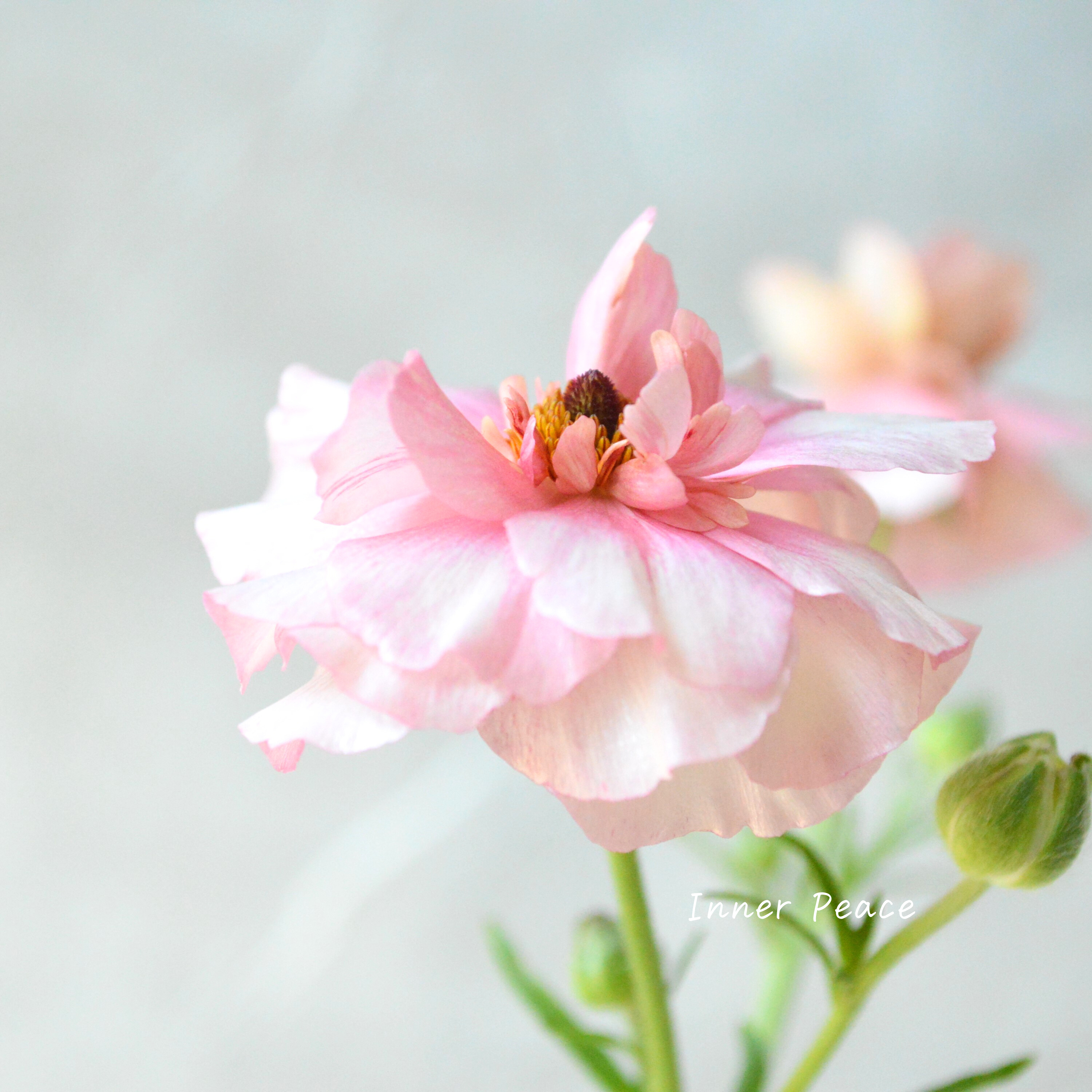 【美しい】ラナンキュラス・ラックス 『アリアドネ』 4寸POT