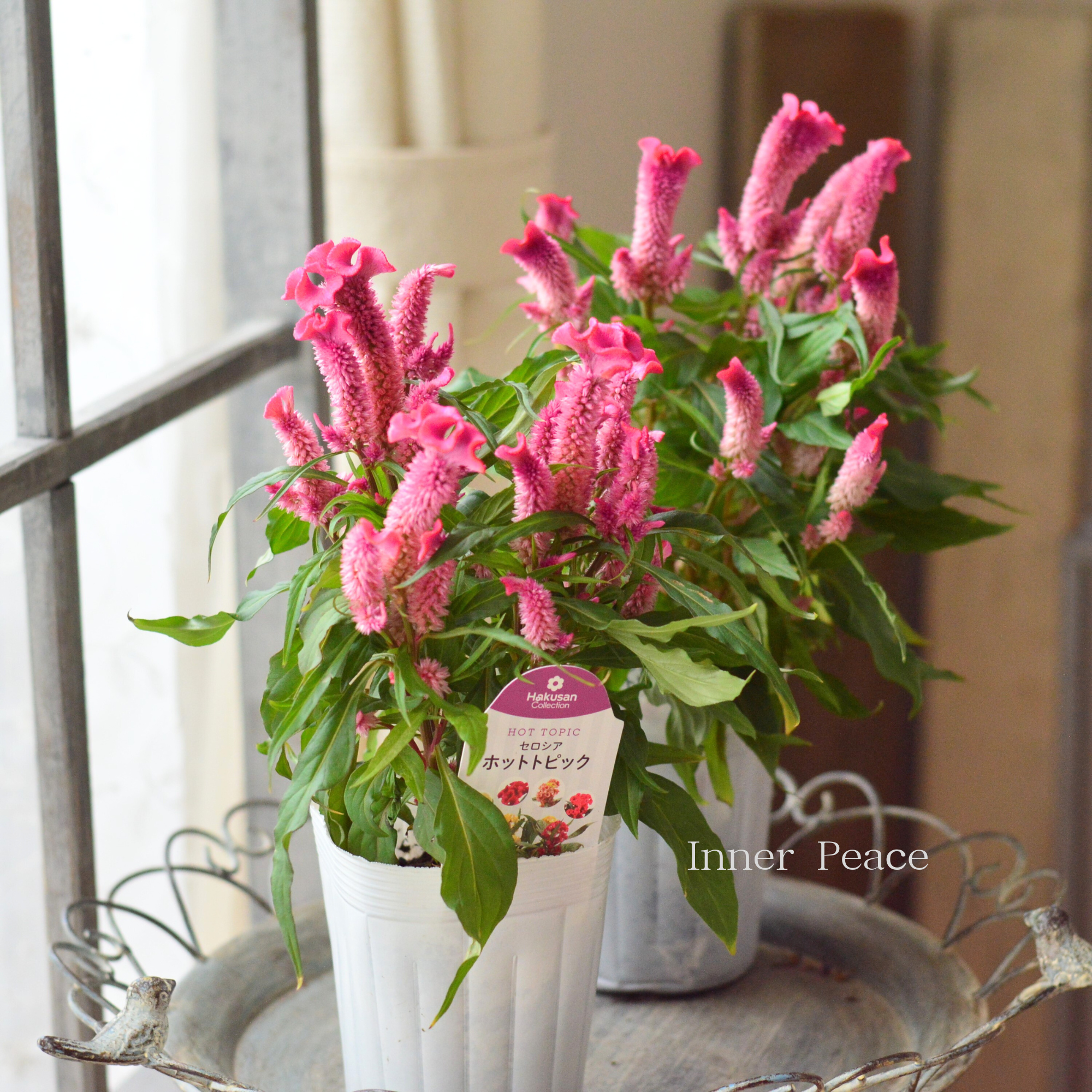 素敵色】 セロシア 『ホットトピック・ピンク』 3寸ロングPOT