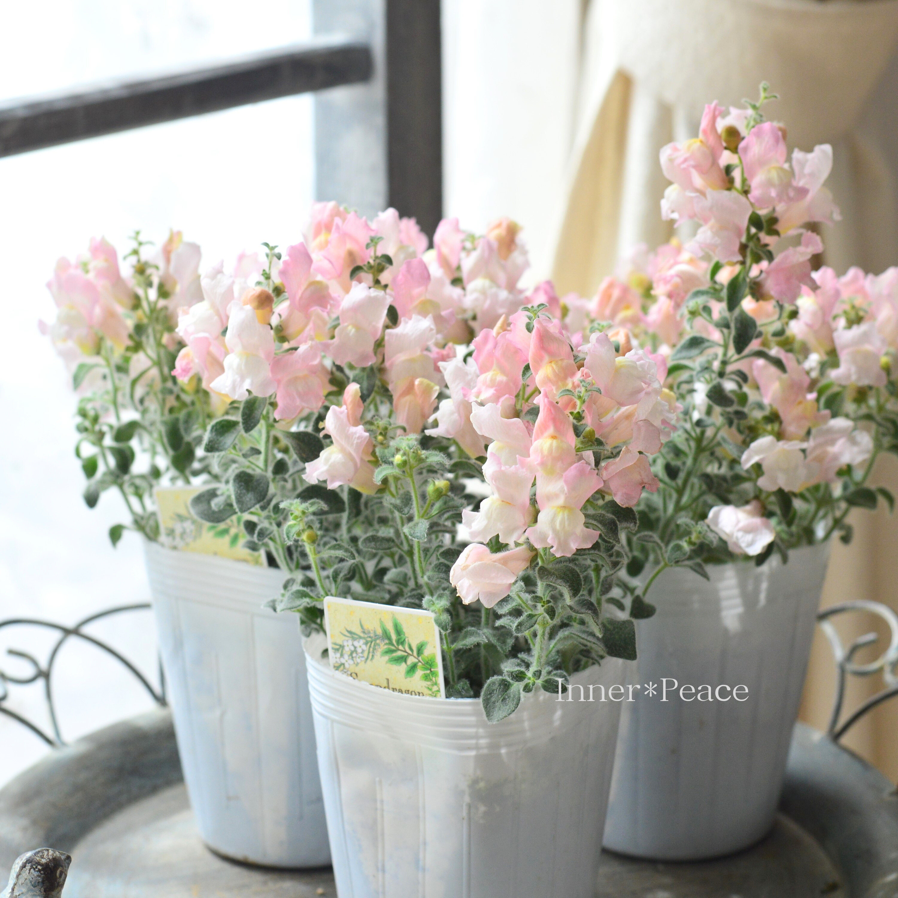 【シルバーリーフ】 キンギョソウ 『スイートピンク』 3寸POT