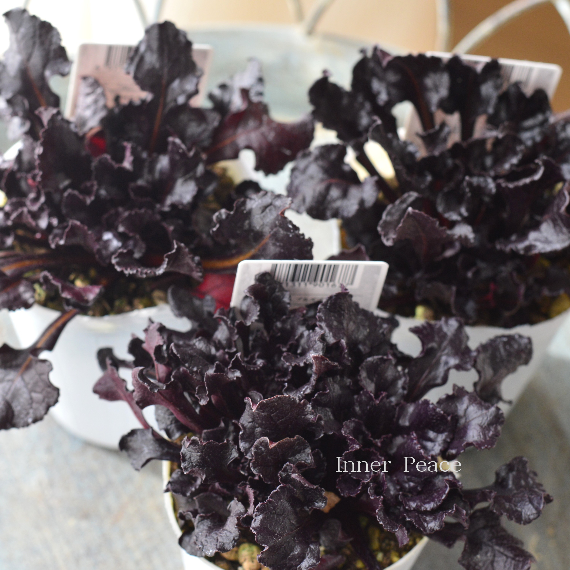 【寄せ植えに】 ビーツ ブルズブラッド 2.5寸ロングPOT