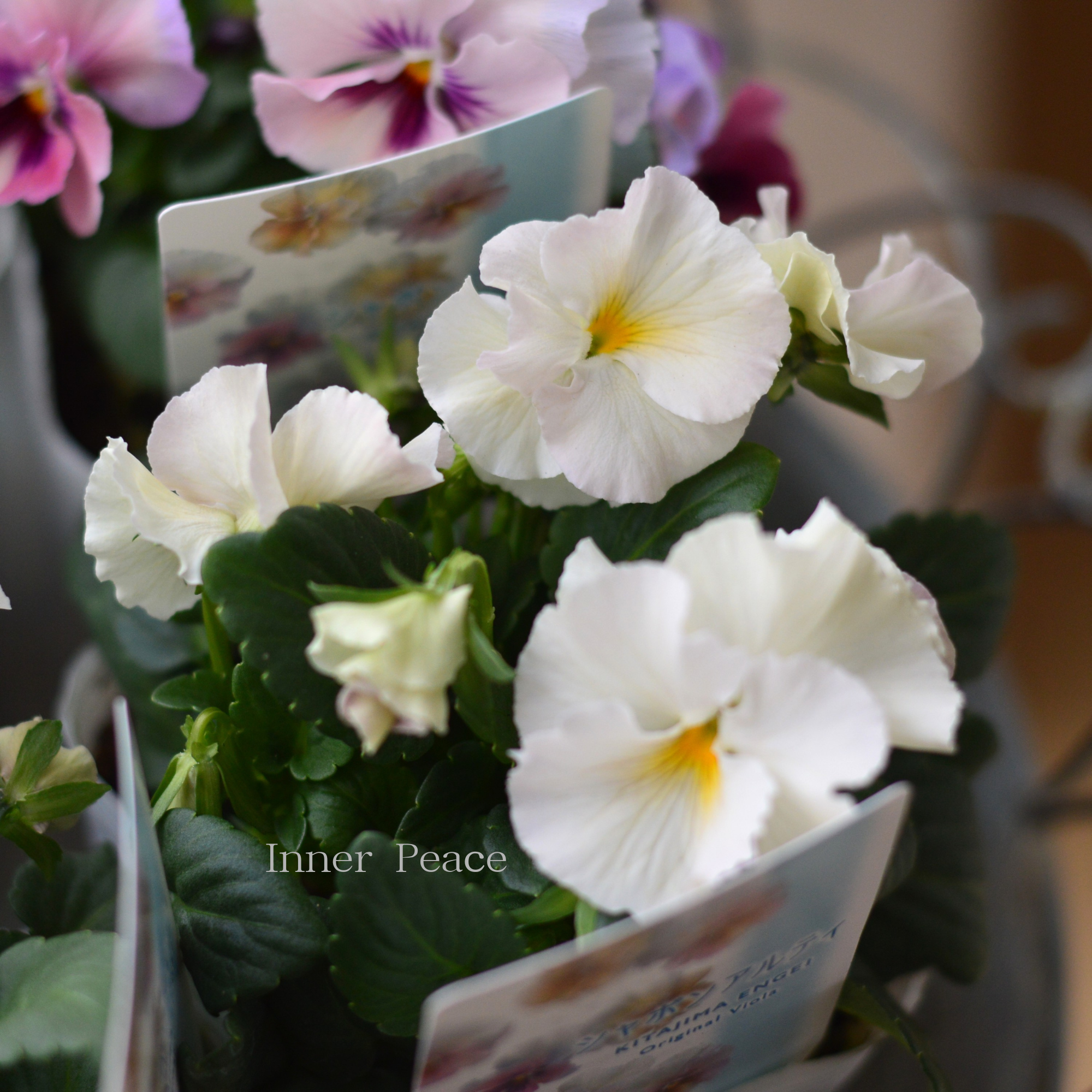 【北島園芸さん】 ビオラ 『シャボンアルティ』 3.5寸POT