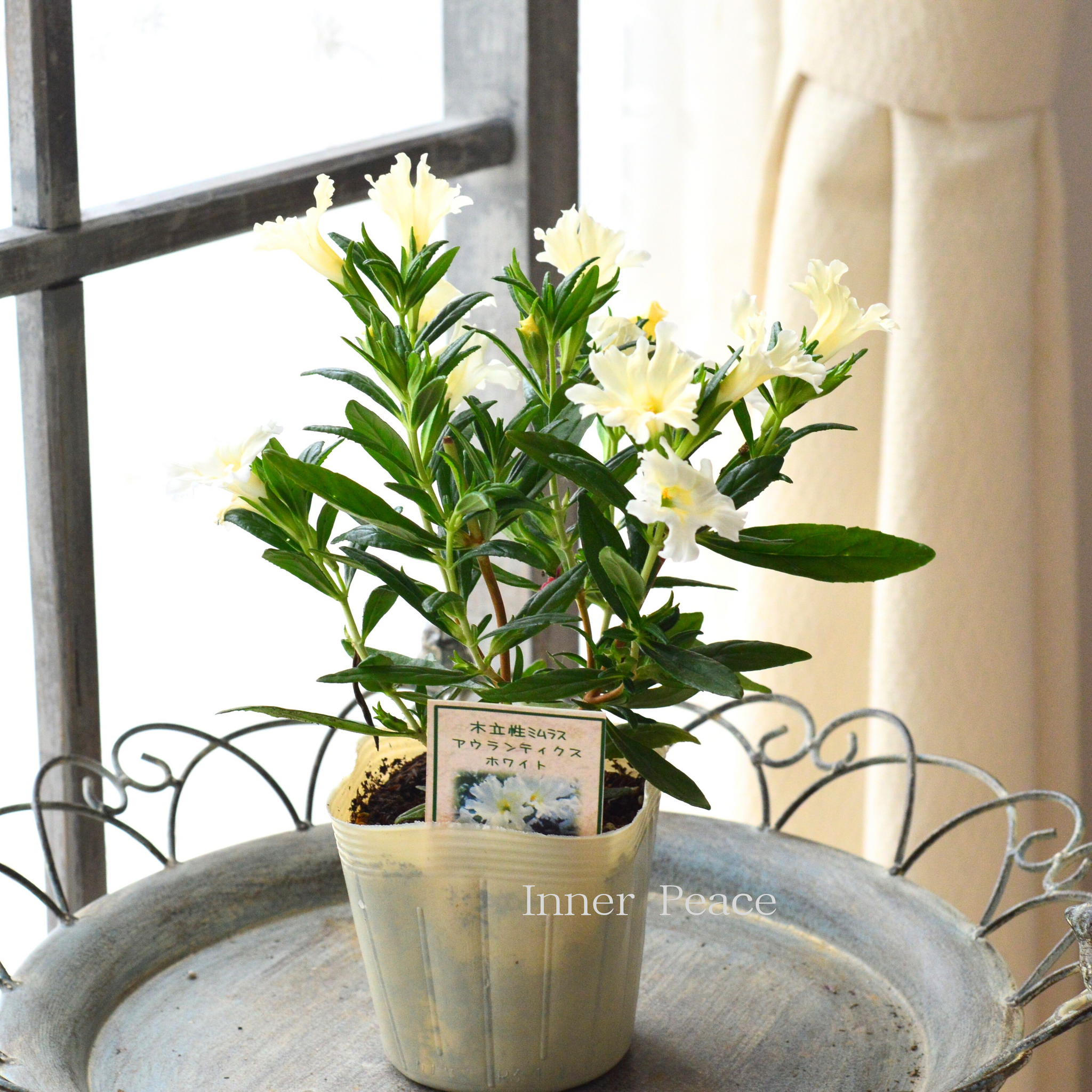 暑さに強い】 木立性ミムラス 『アウランティクス・ホワイト』 3寸POT