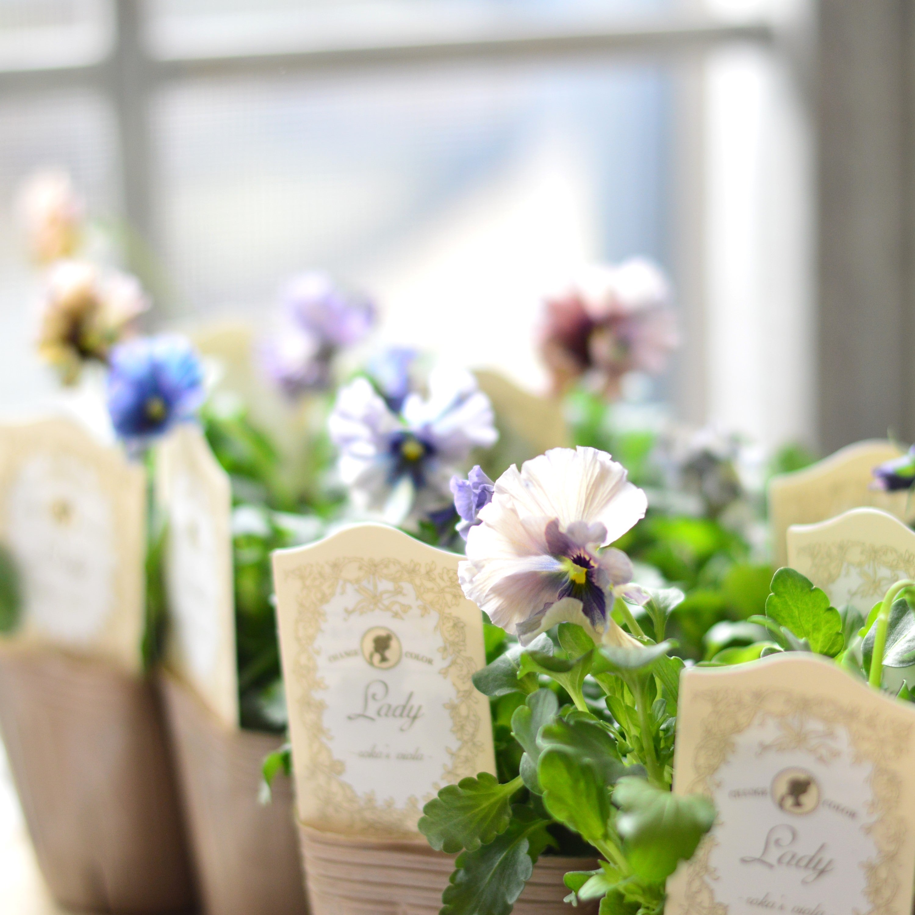 【希少】 石川園芸さんビオラ 『レディ』 3寸POT