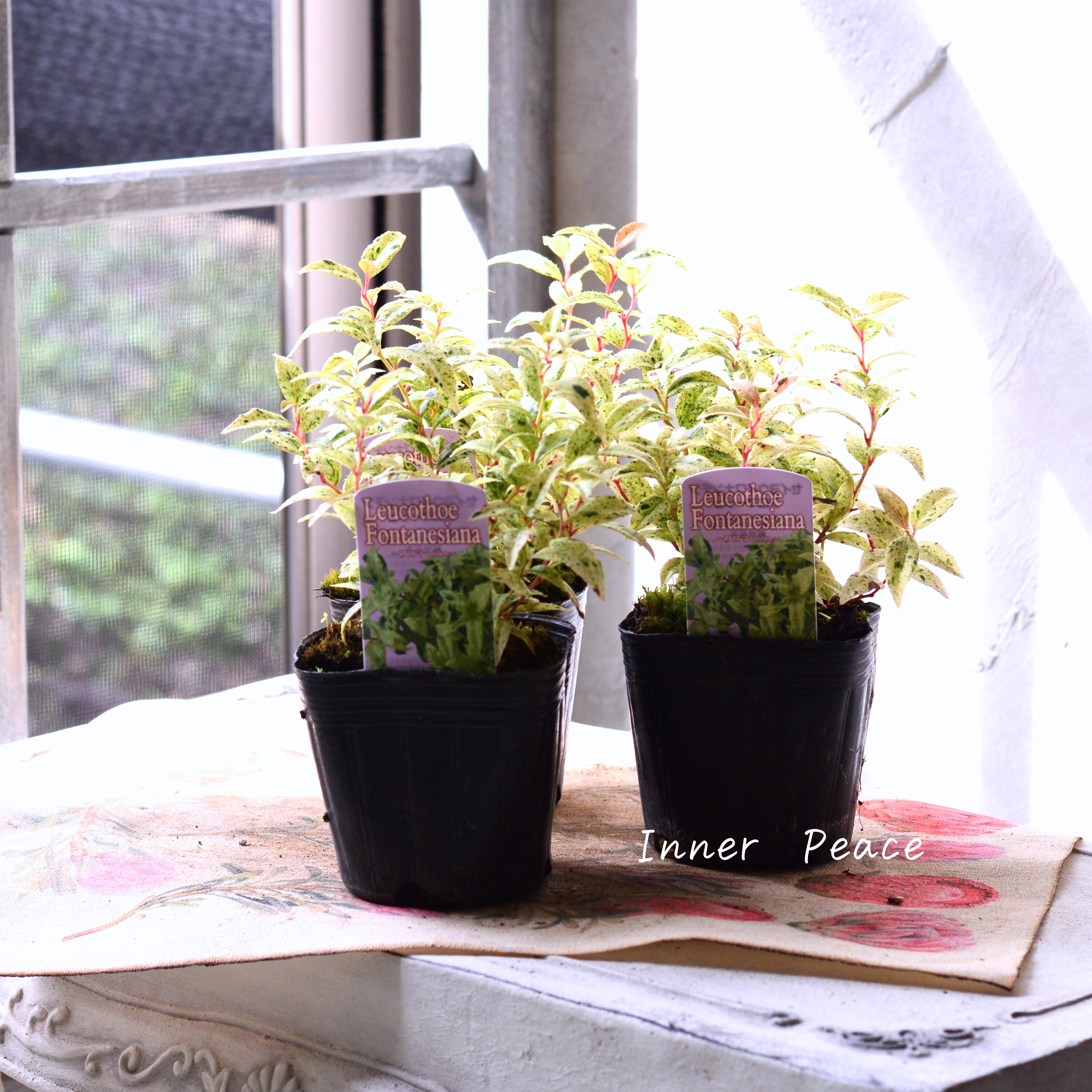 【斑入り】 ルコテー(西洋イワナンテン) 『フロマージュ』 3寸POT