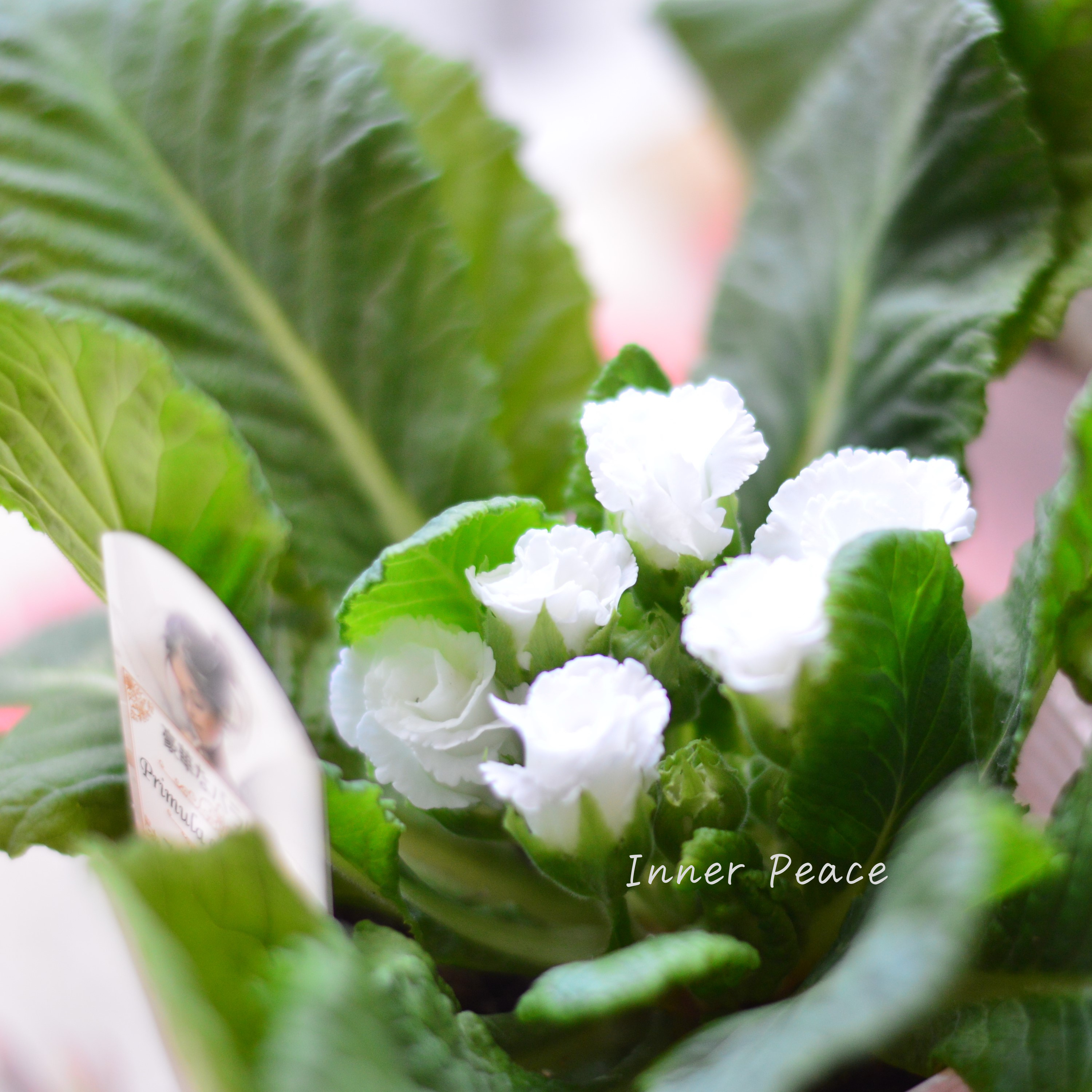 【美しい】 プリムラ・ジュリアン 『ホワイトドレス』 3.5寸POT