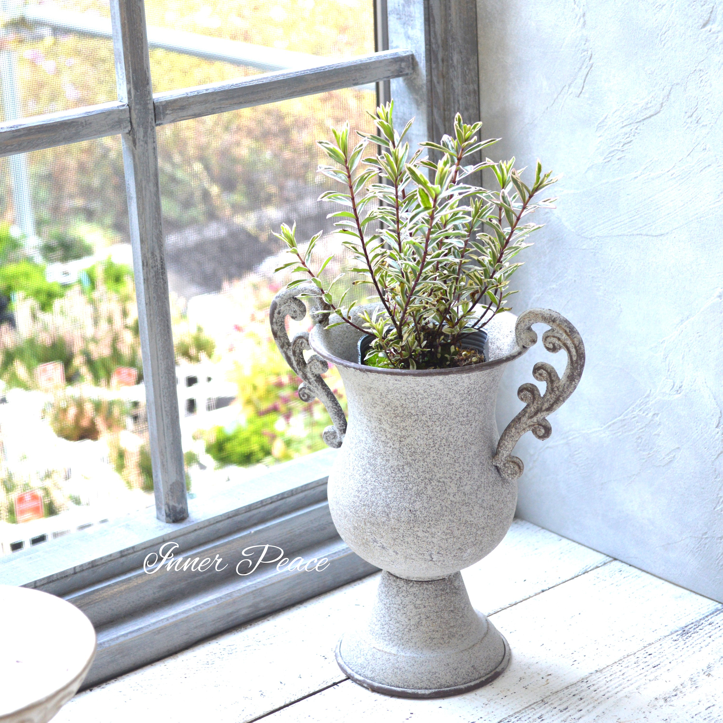 【寄せ植えに】 ヘーベ ハートブレイカー 3寸ロングPOT