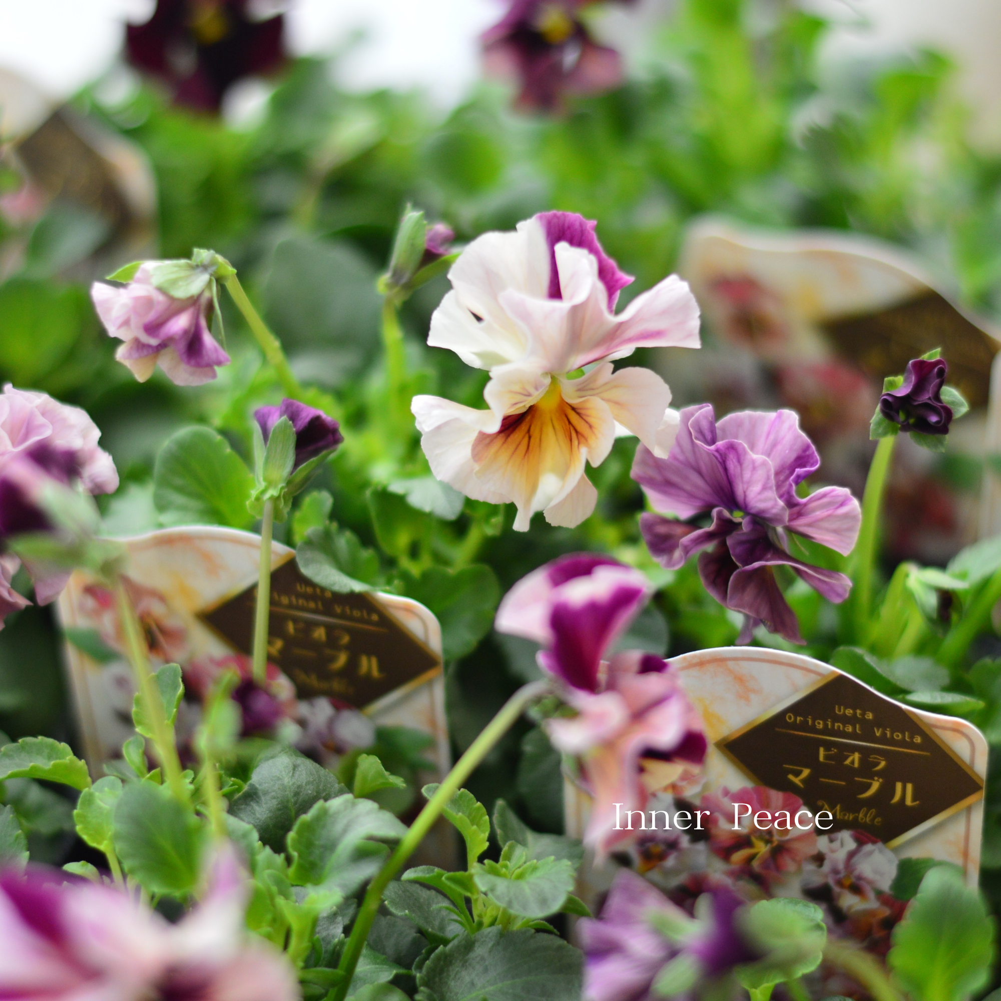 【うえたさん育種】 ビオラ 『マーブル』 3.5寸POT