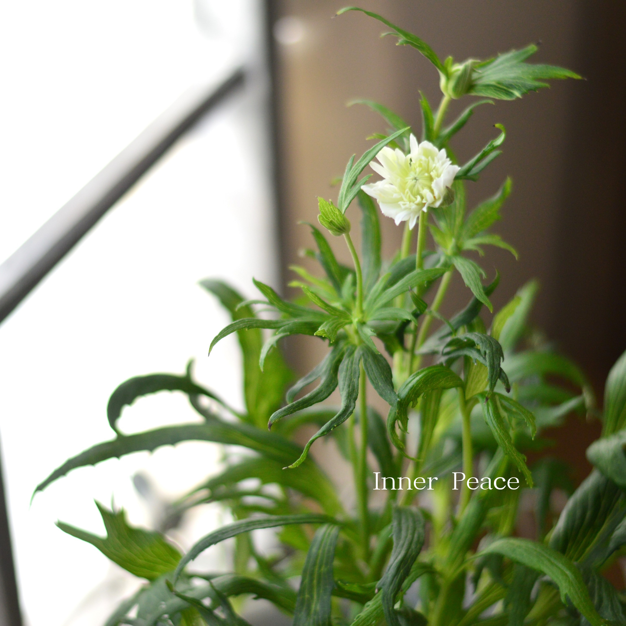 八重咲き】 矮性シュウメイギク 『初恋ベール・細葉』 3.5寸POT